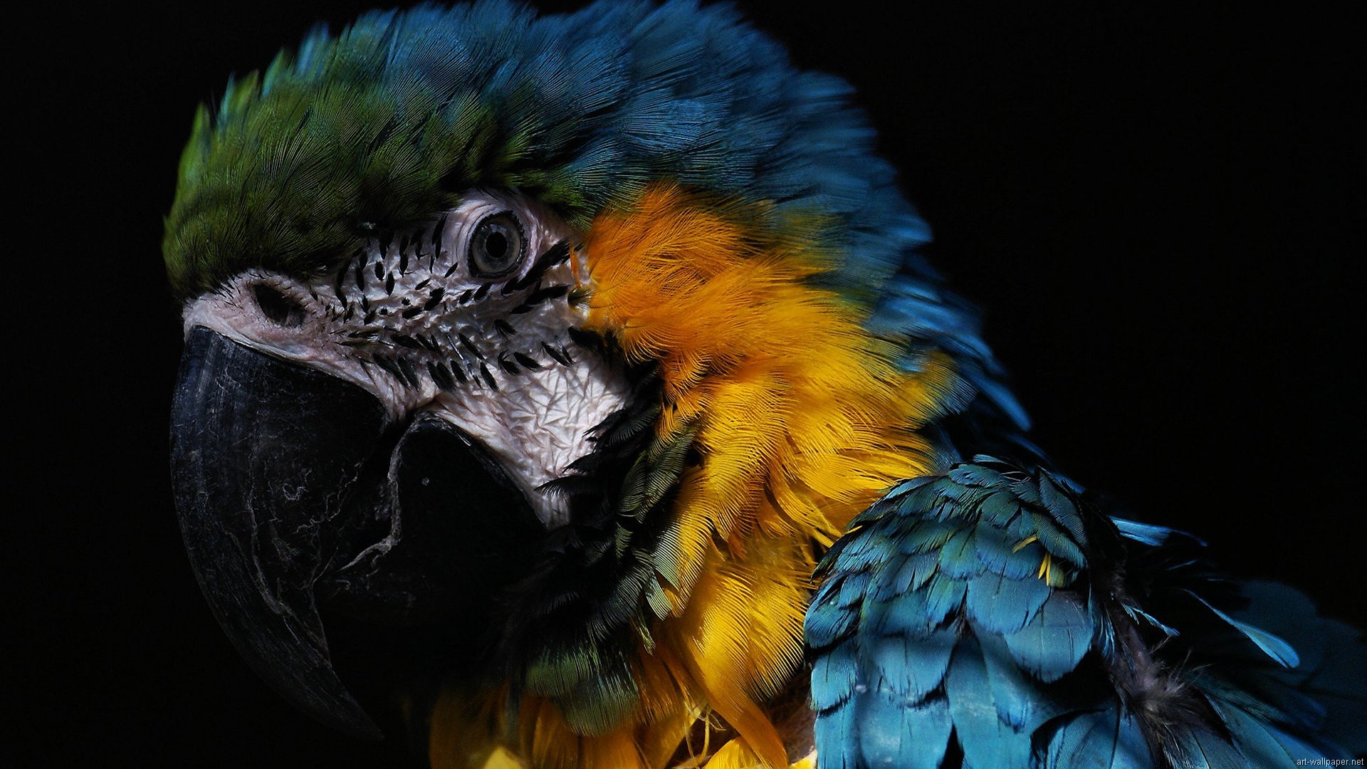 birds, parrots, Blue-and-yellow Macaws - desktop wallpaper