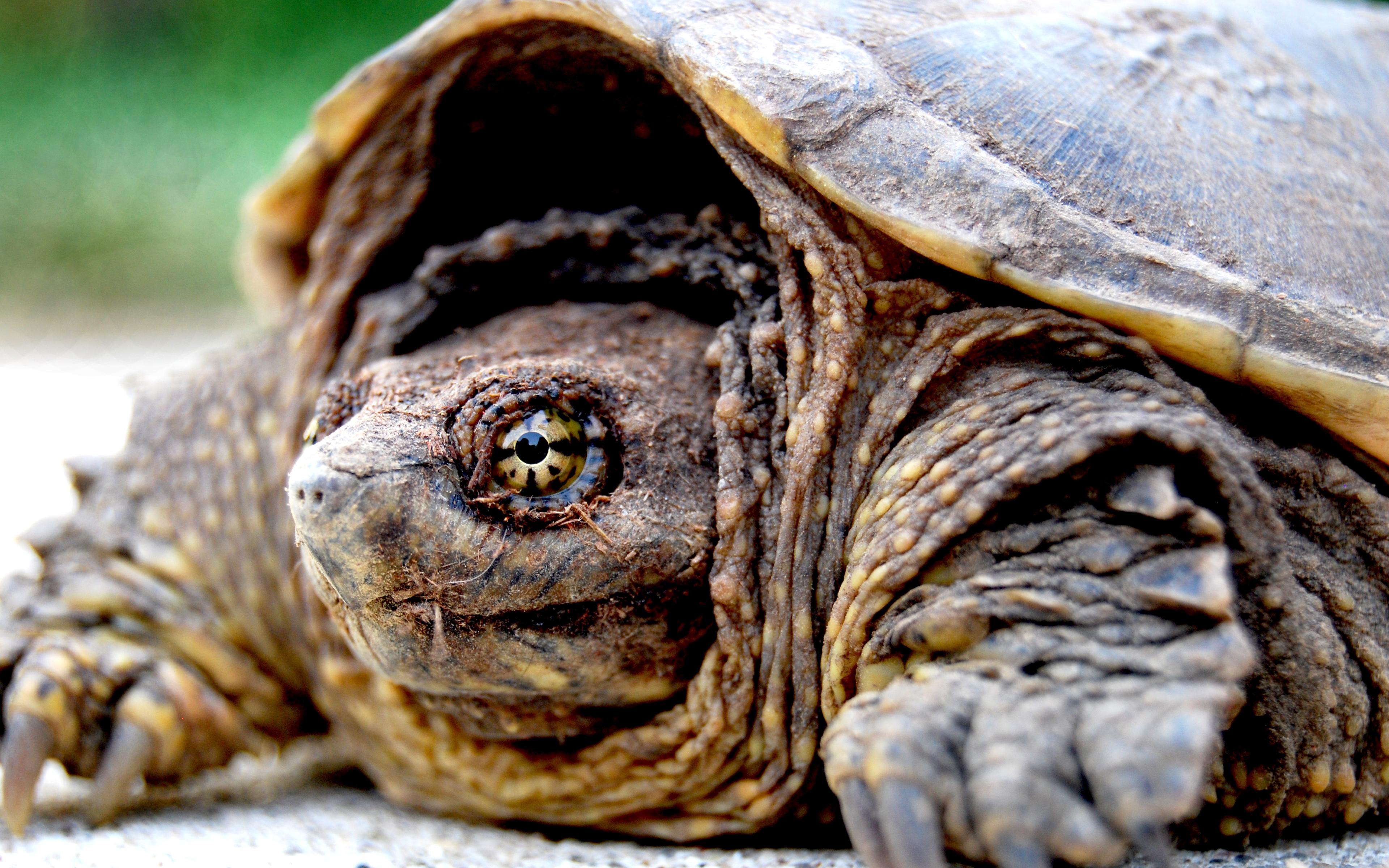 close-up, turtles, tortoises - desktop wallpaper
