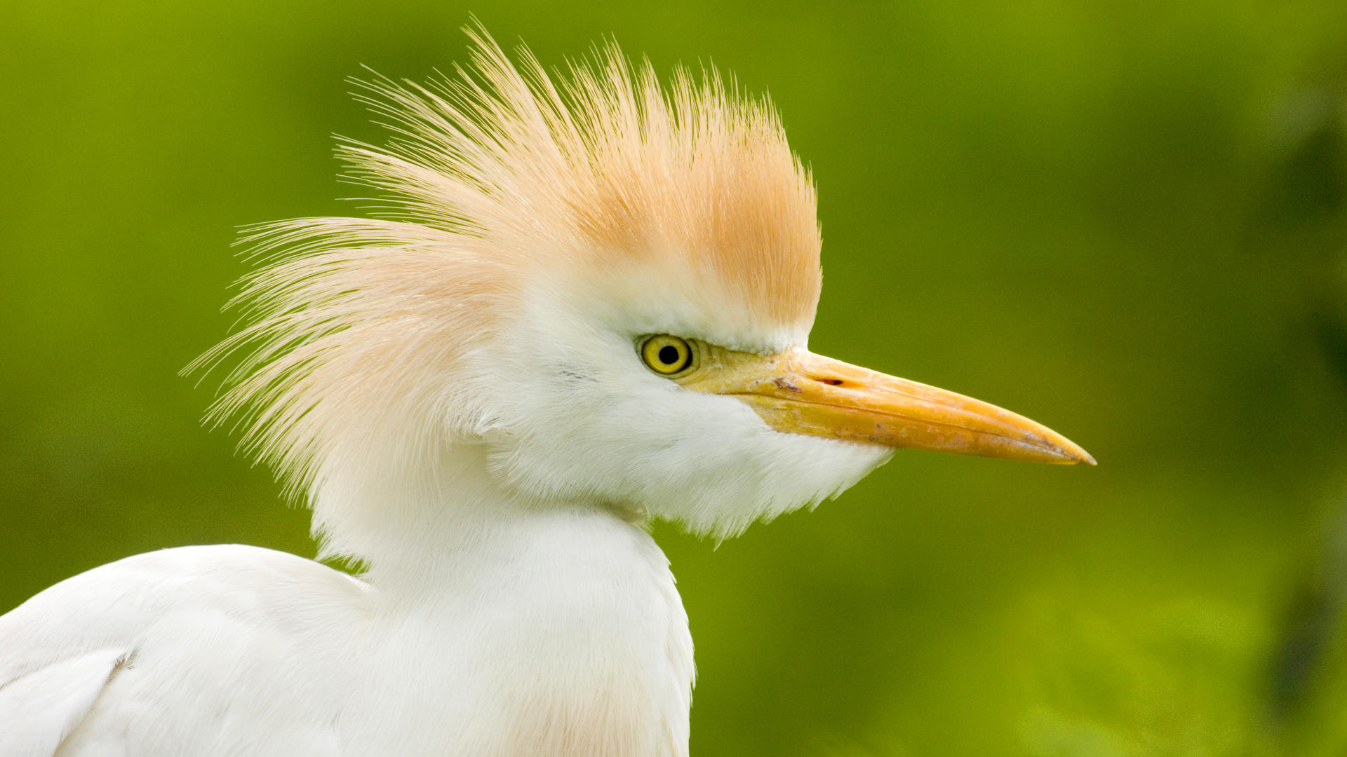 birds, egrets - desktop wallpaper