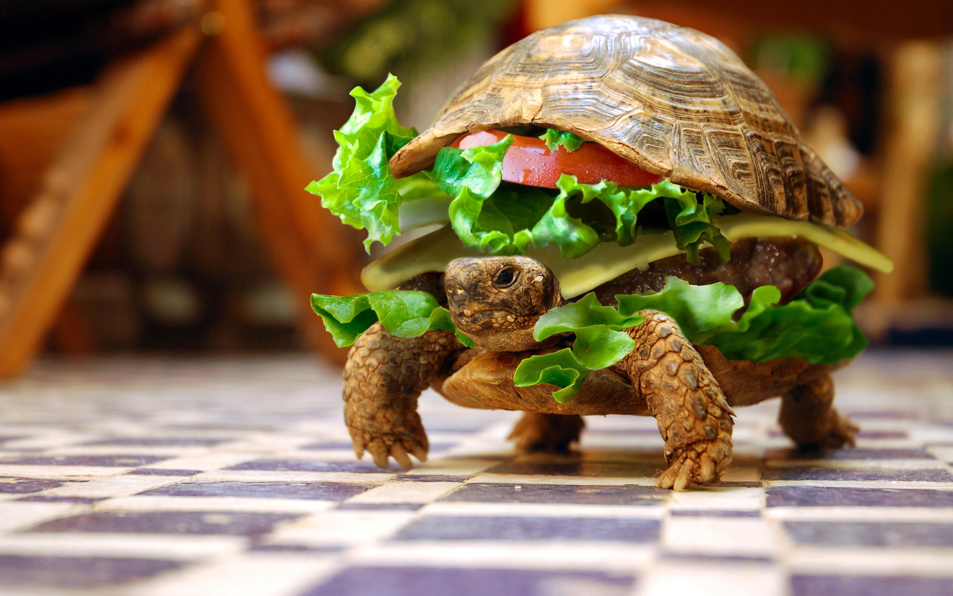 sandwiches, funny, turtles, hamburgers, photo manipulation - desktop wallpaper