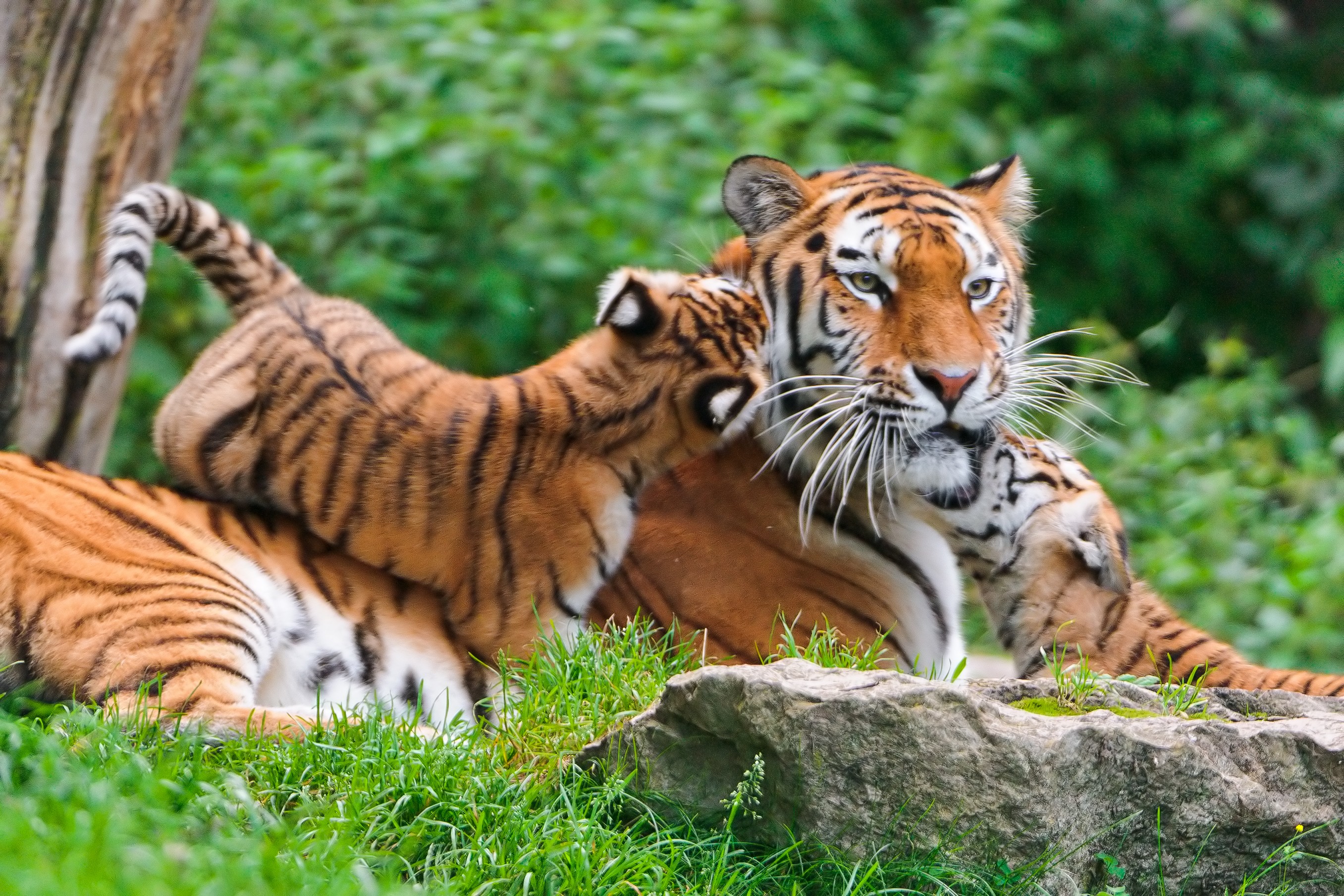 Звери живой природы. Тигры Прайд. Уссурийский тигр. Тигр летом. Живая природа.