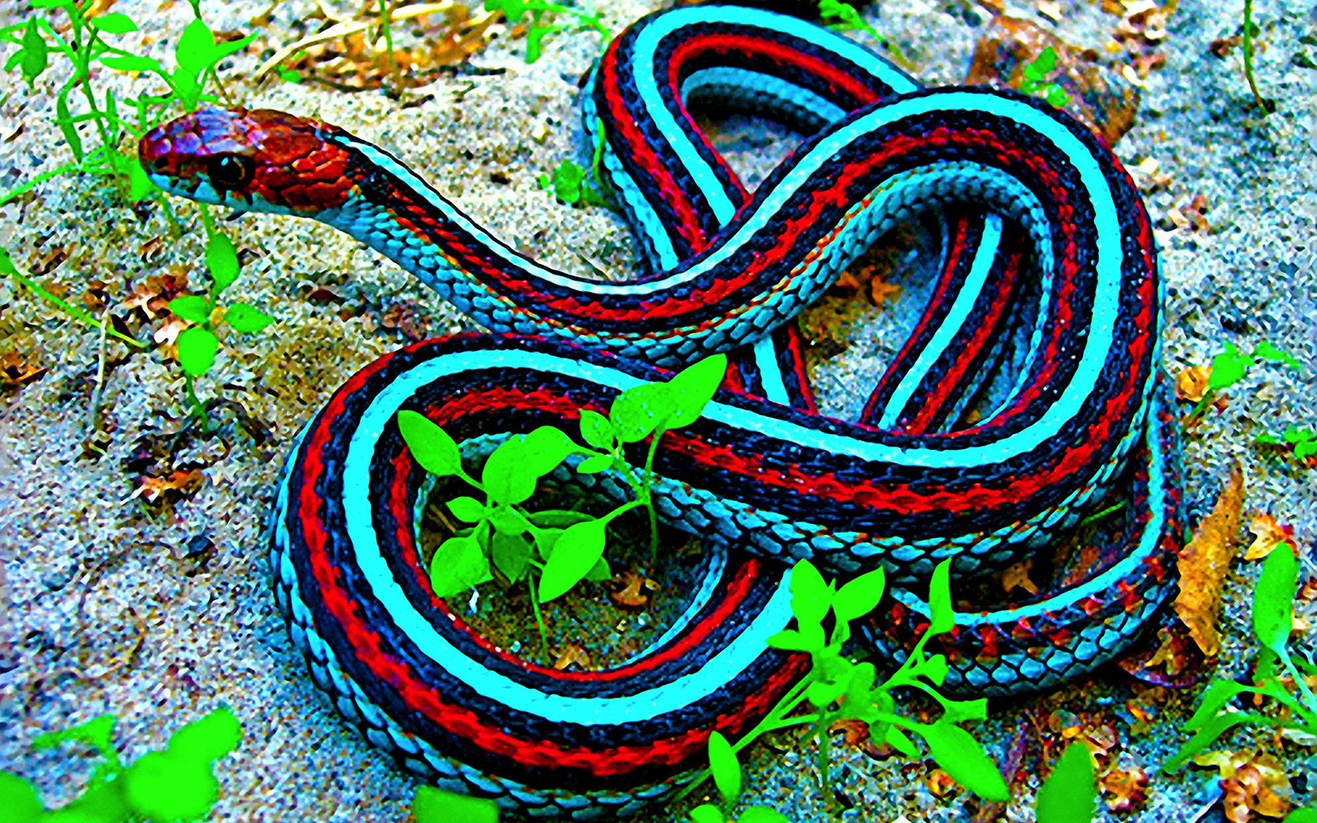 snakes, reptiles, Garter Snakes - desktop wallpaper