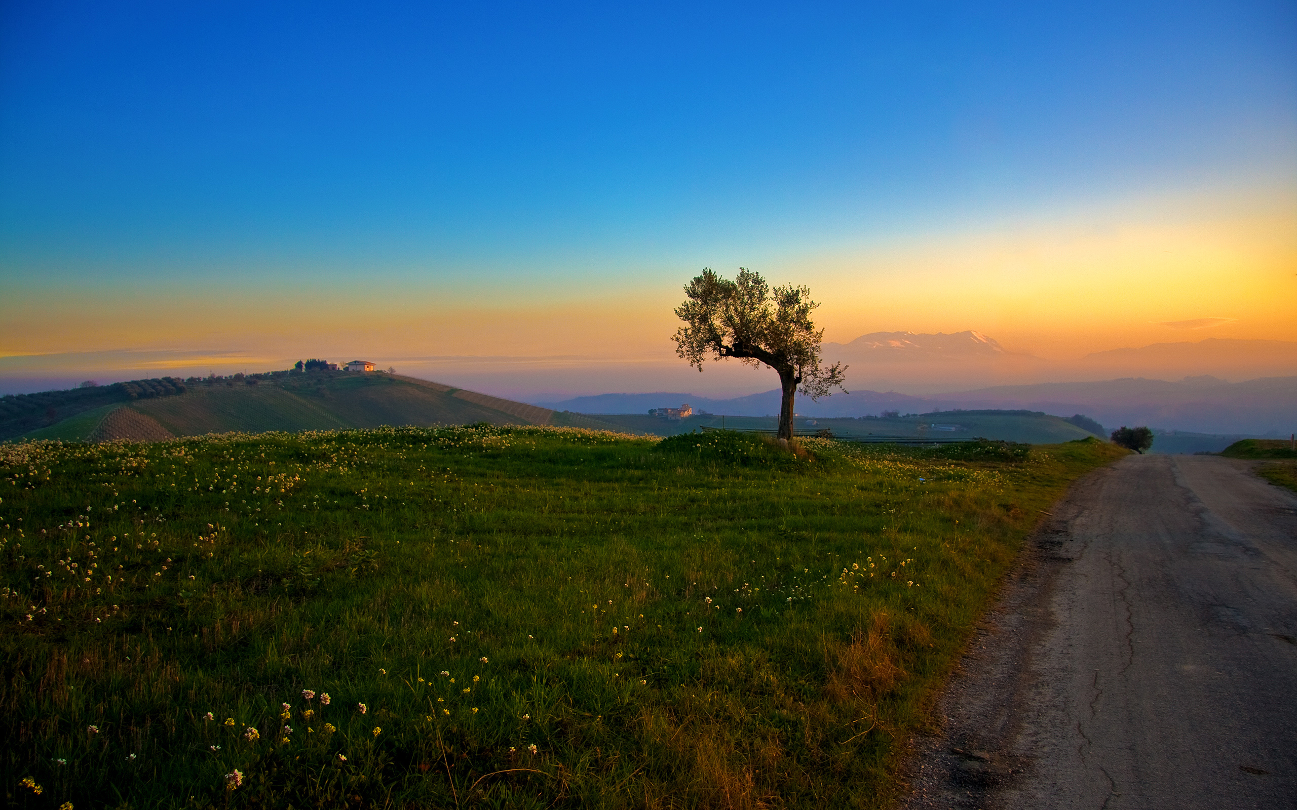 sunset, landscapes, nature, trees, fields, roads, blue skies - desktop wallpaper