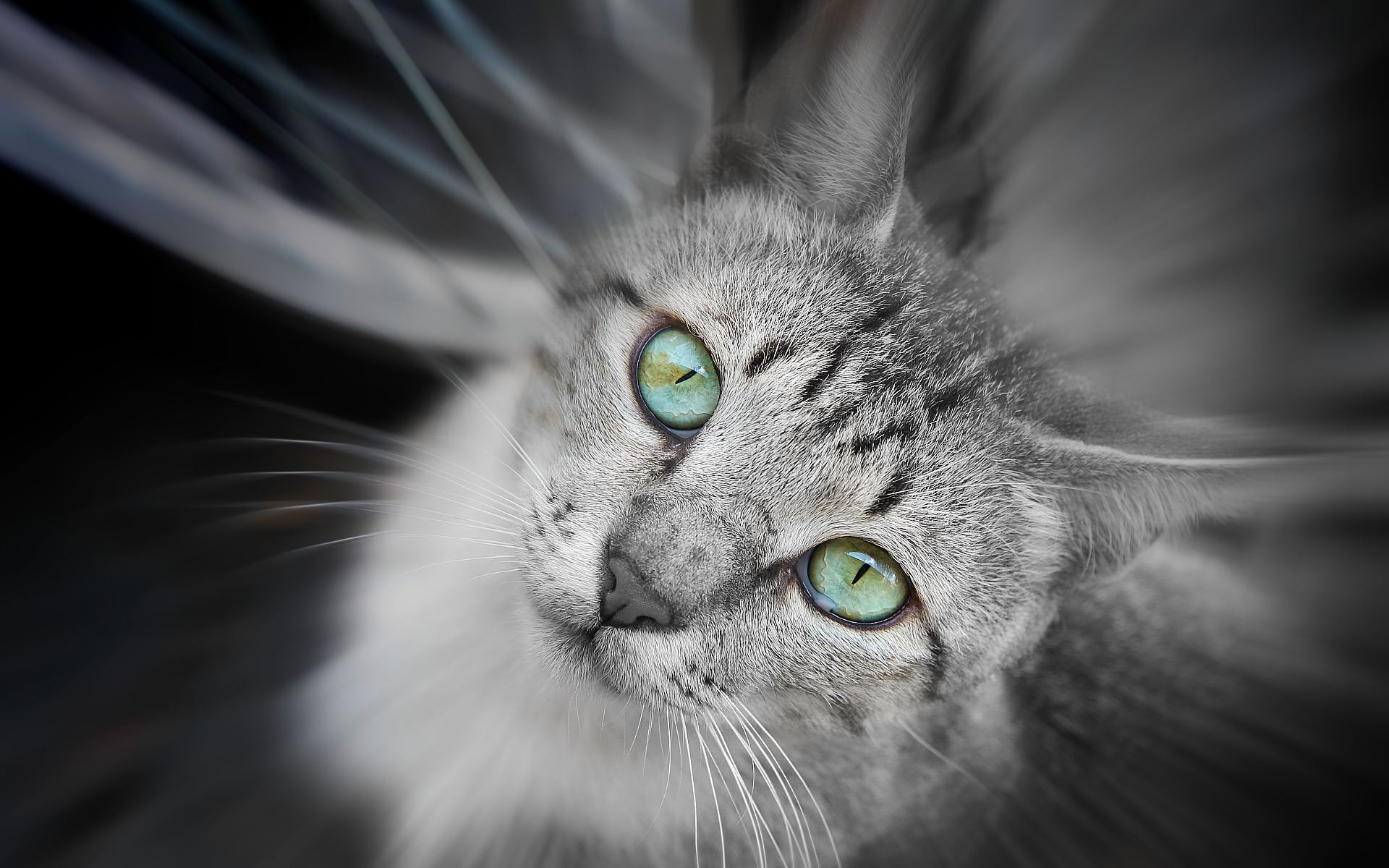 cats - desktop wallpaper