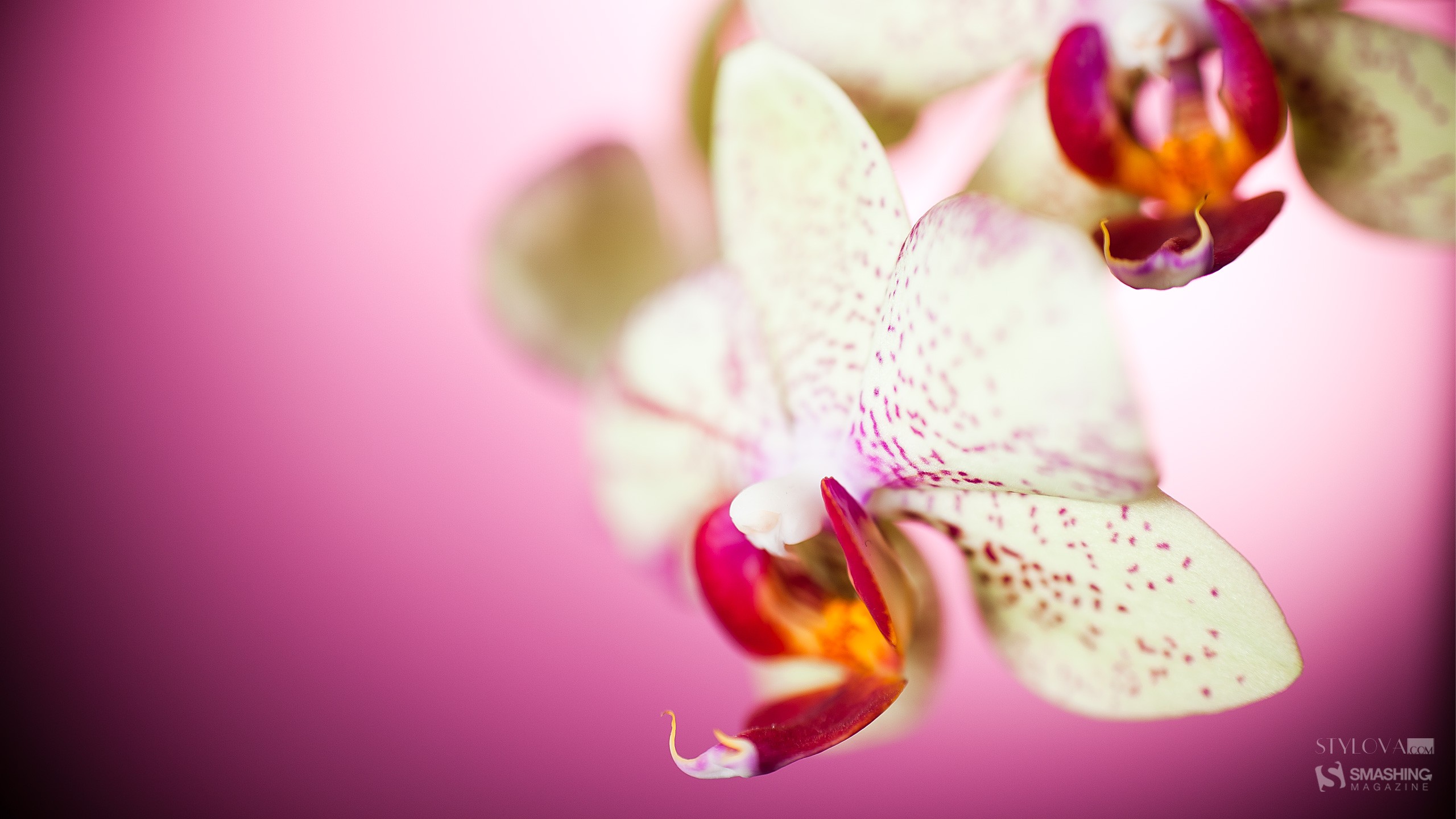 flowers, Smashing magazine, orchids - desktop wallpaper