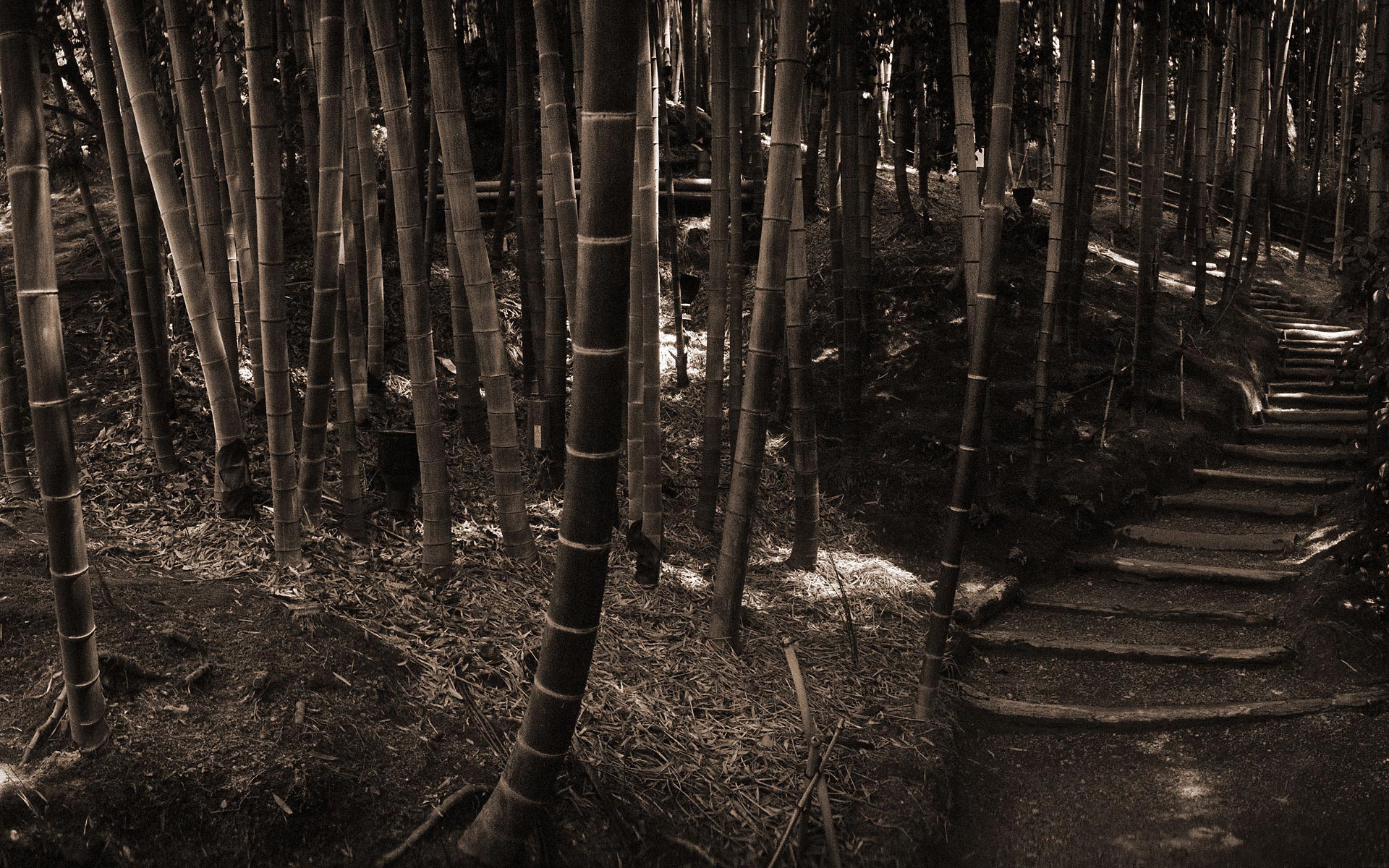 bamboo, Asia, monochrome - desktop wallpaper