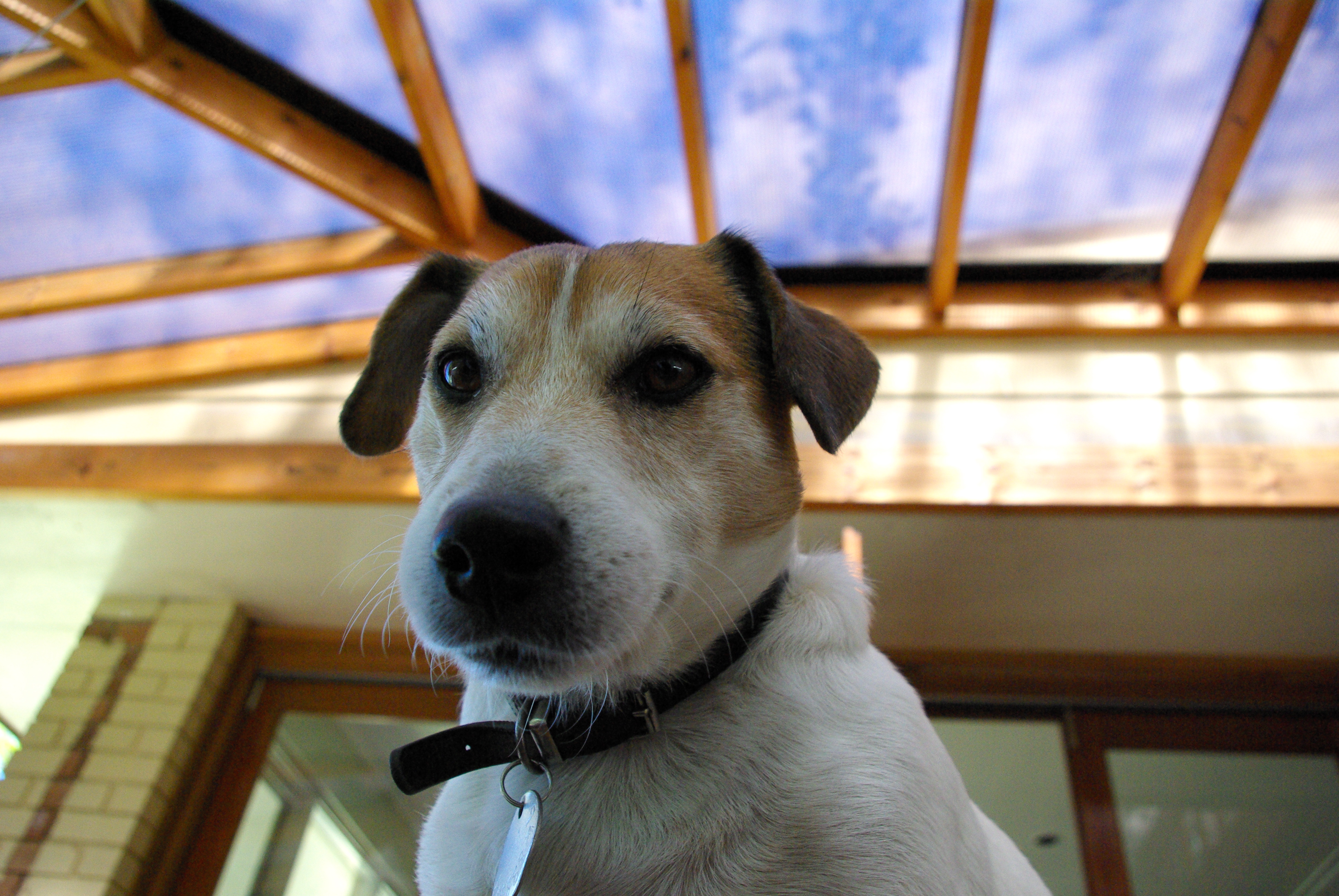 animals, dogs, Jack Russell terrier - desktop wallpaper