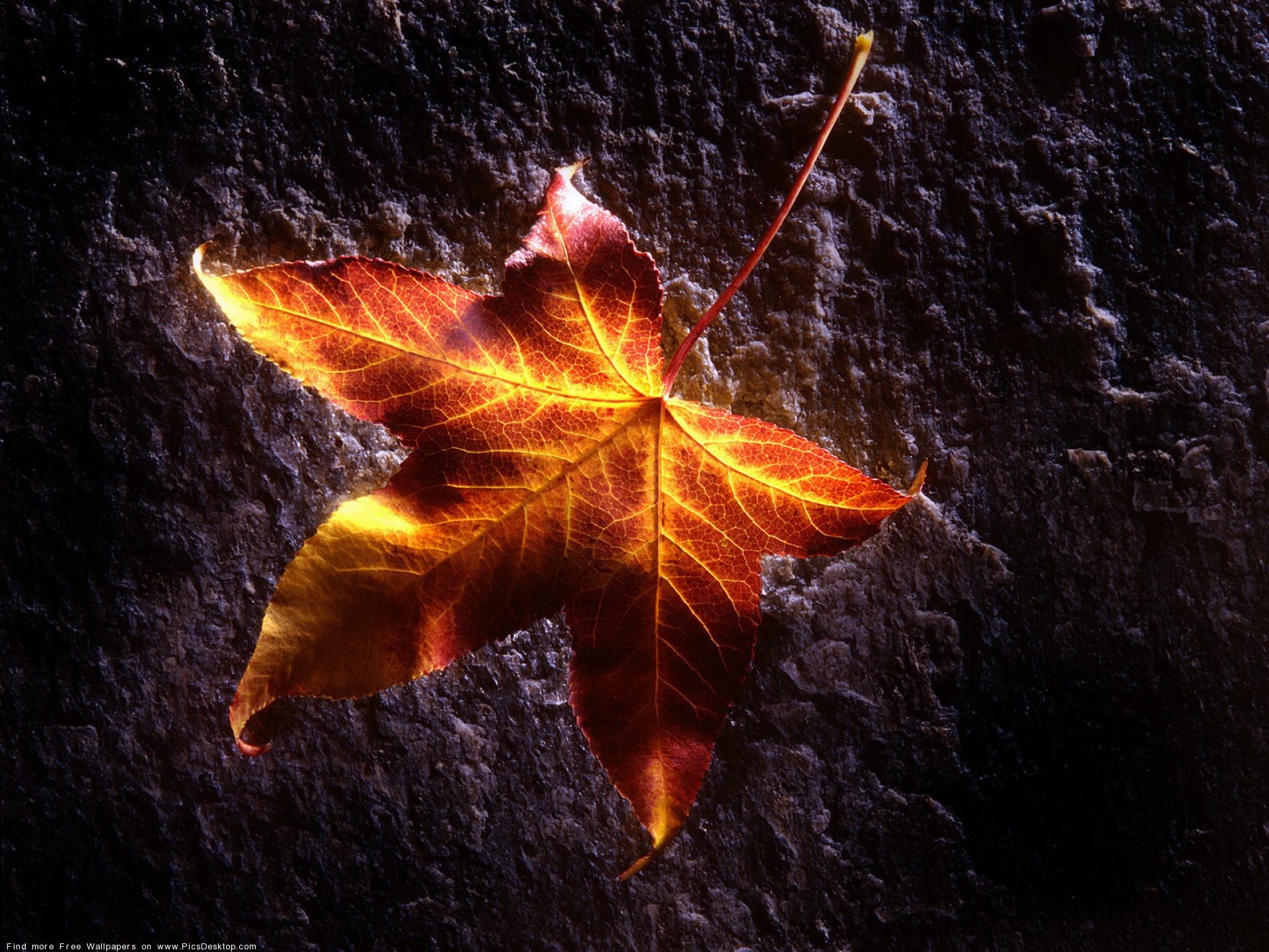 leaves, sunlight, fallen leaves - desktop wallpaper