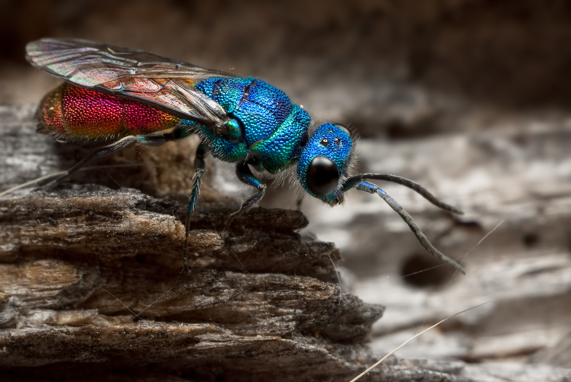 animals, insects, fly - desktop wallpaper