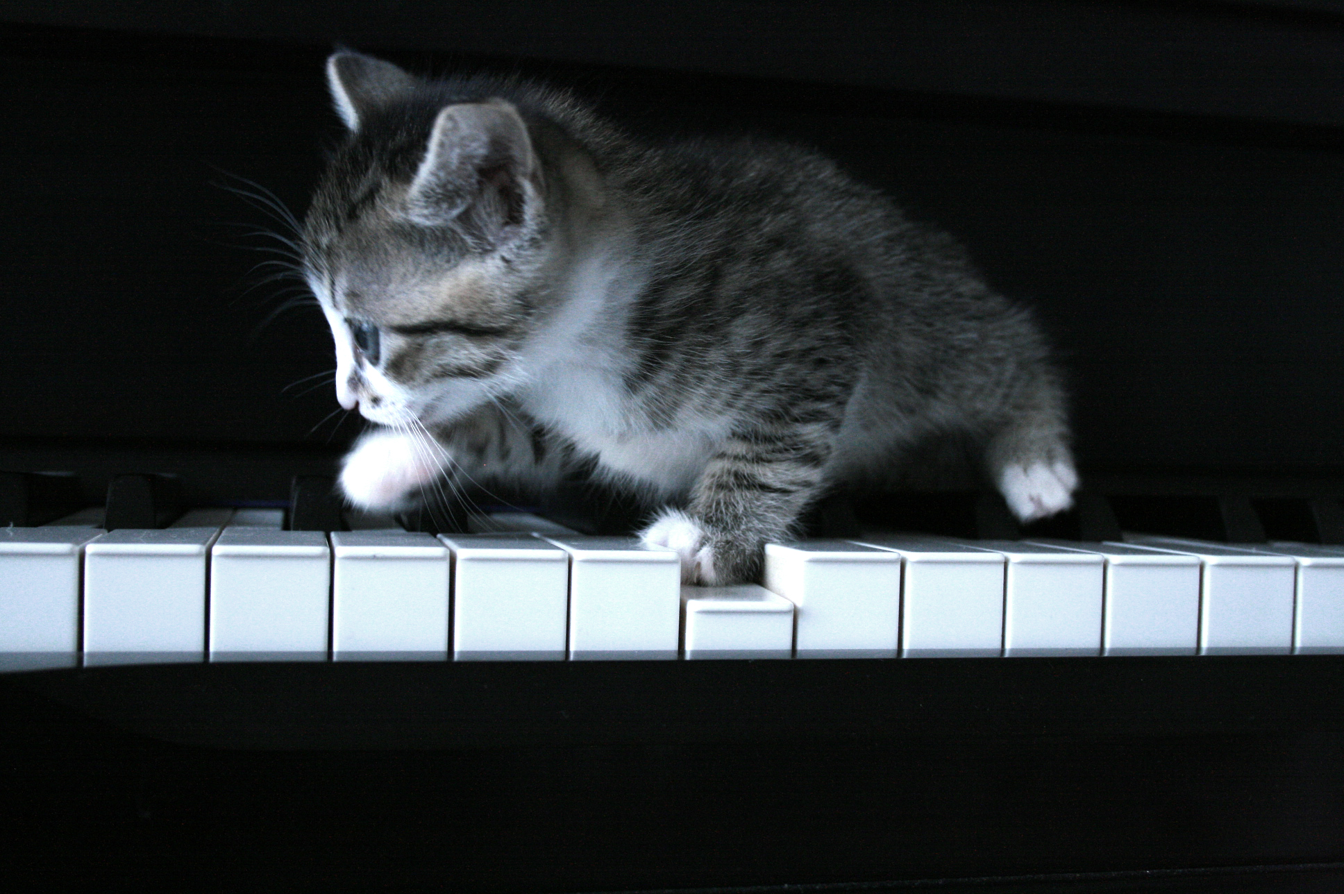 piano, cats, grayscale, kittens - desktop wallpaper