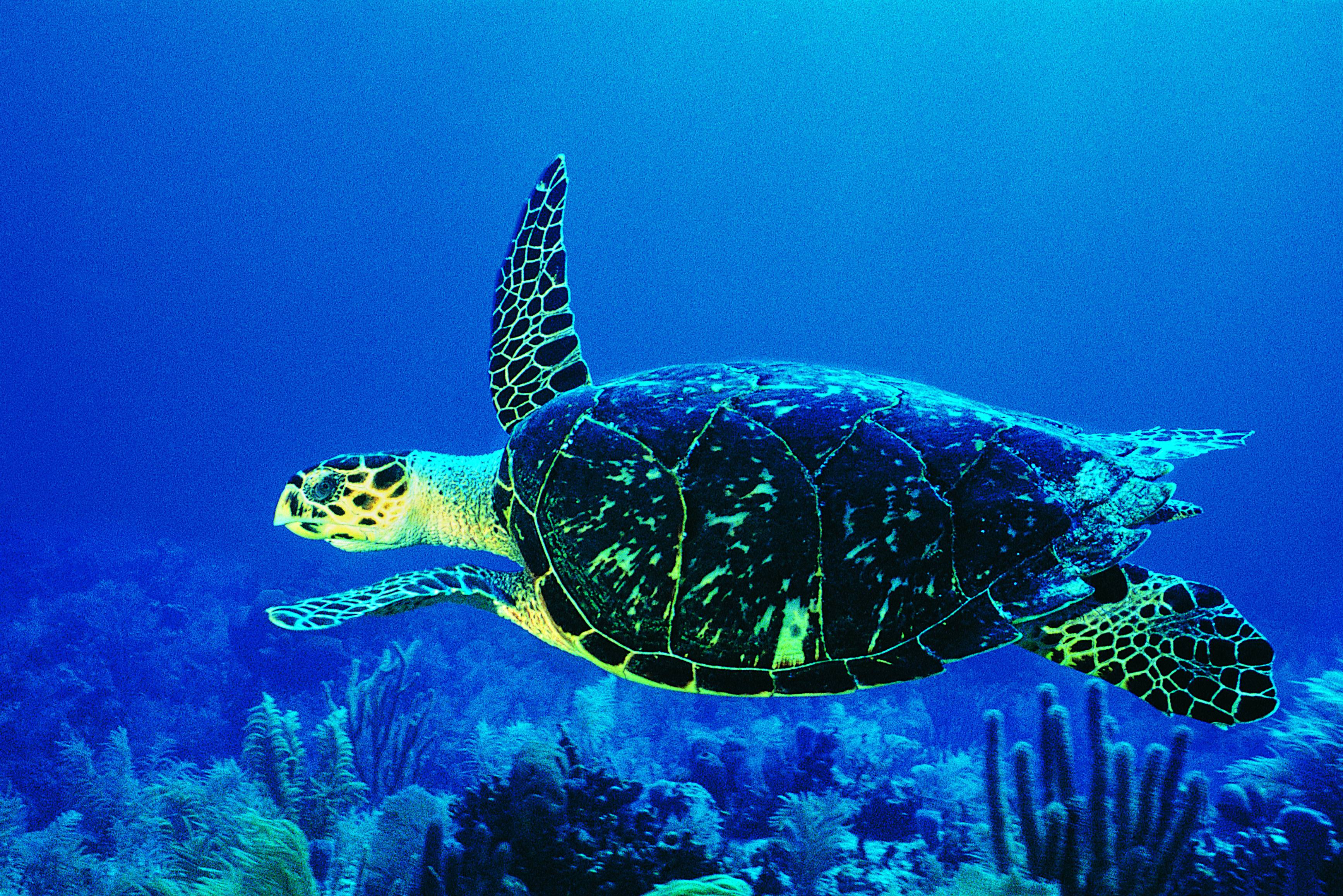 blue, turtles, underwater - desktop wallpaper