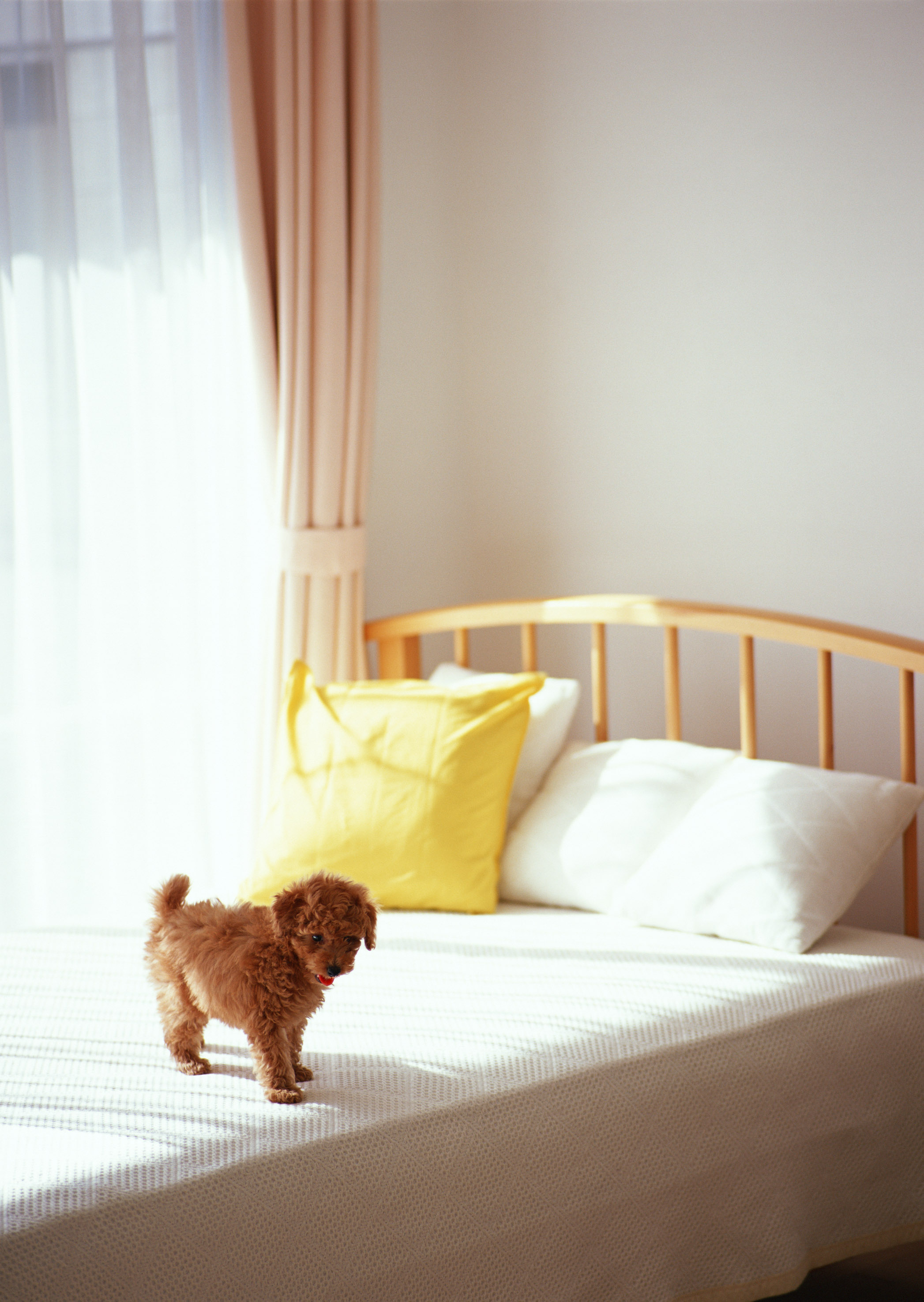 animals, beds, dogs, pillows - desktop wallpaper