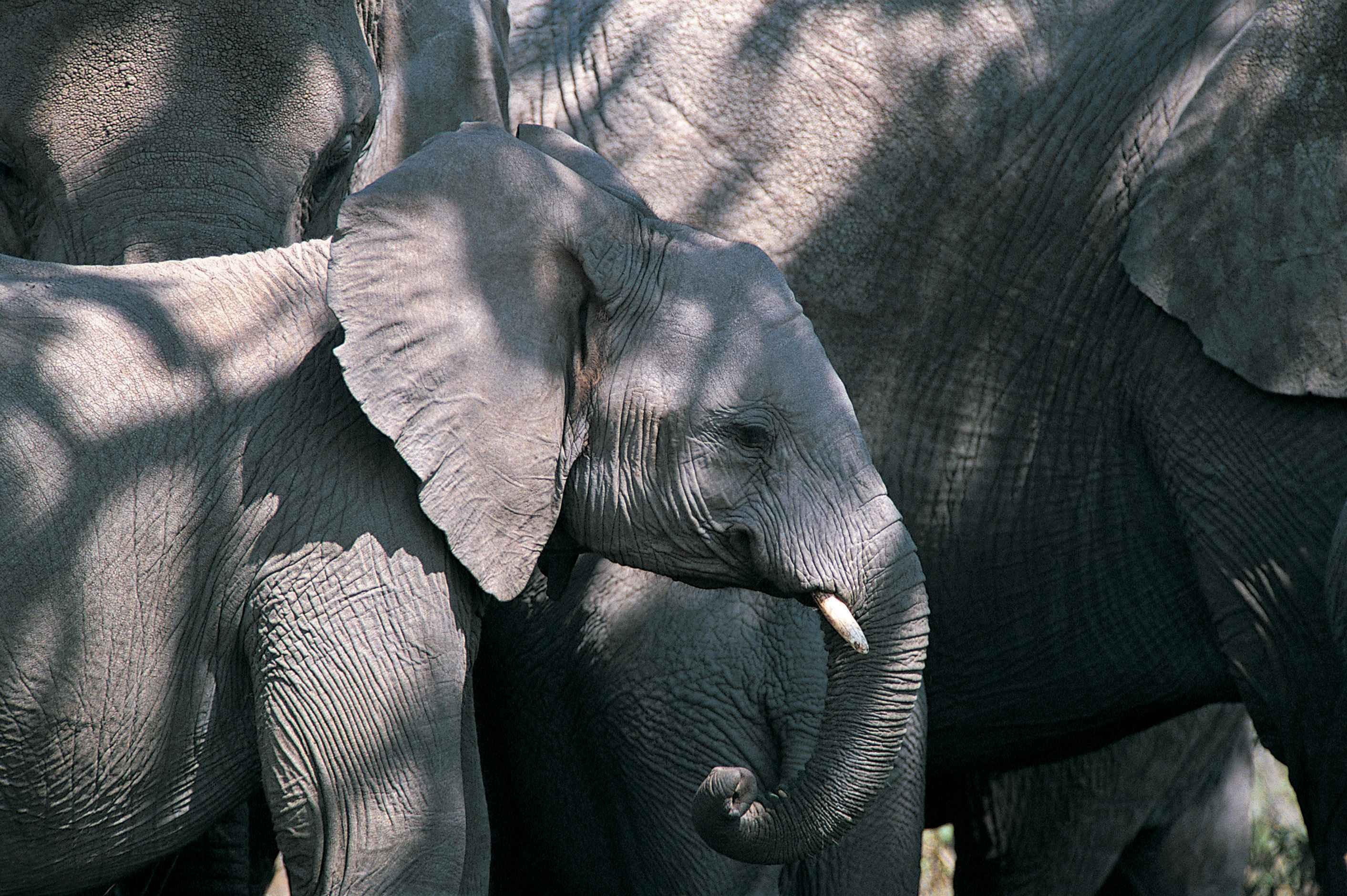 animals, wildlife, elephants, baby elephant - desktop wallpaper