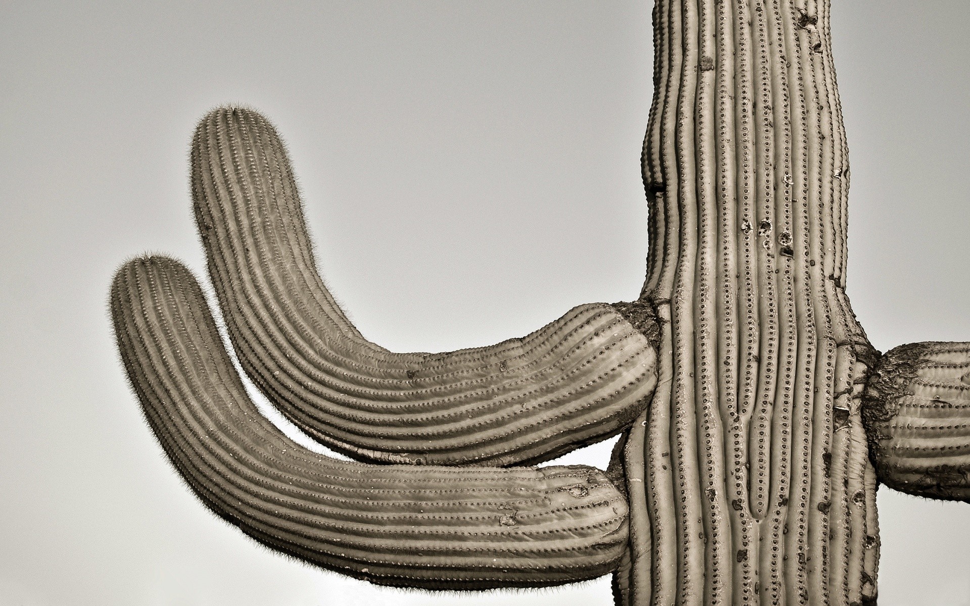 cactus - desktop wallpaper