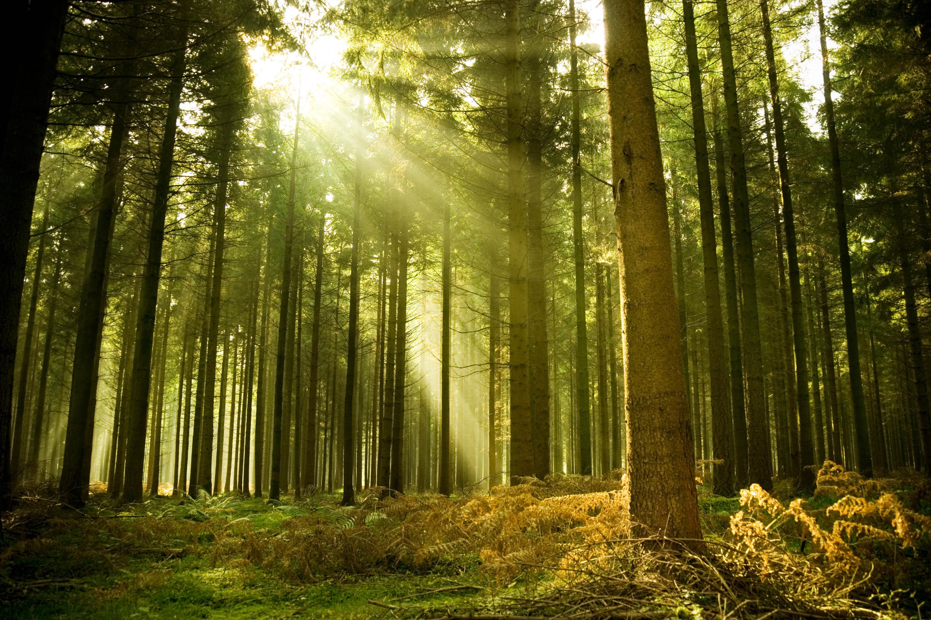 Sun, trees, forests - desktop wallpaper