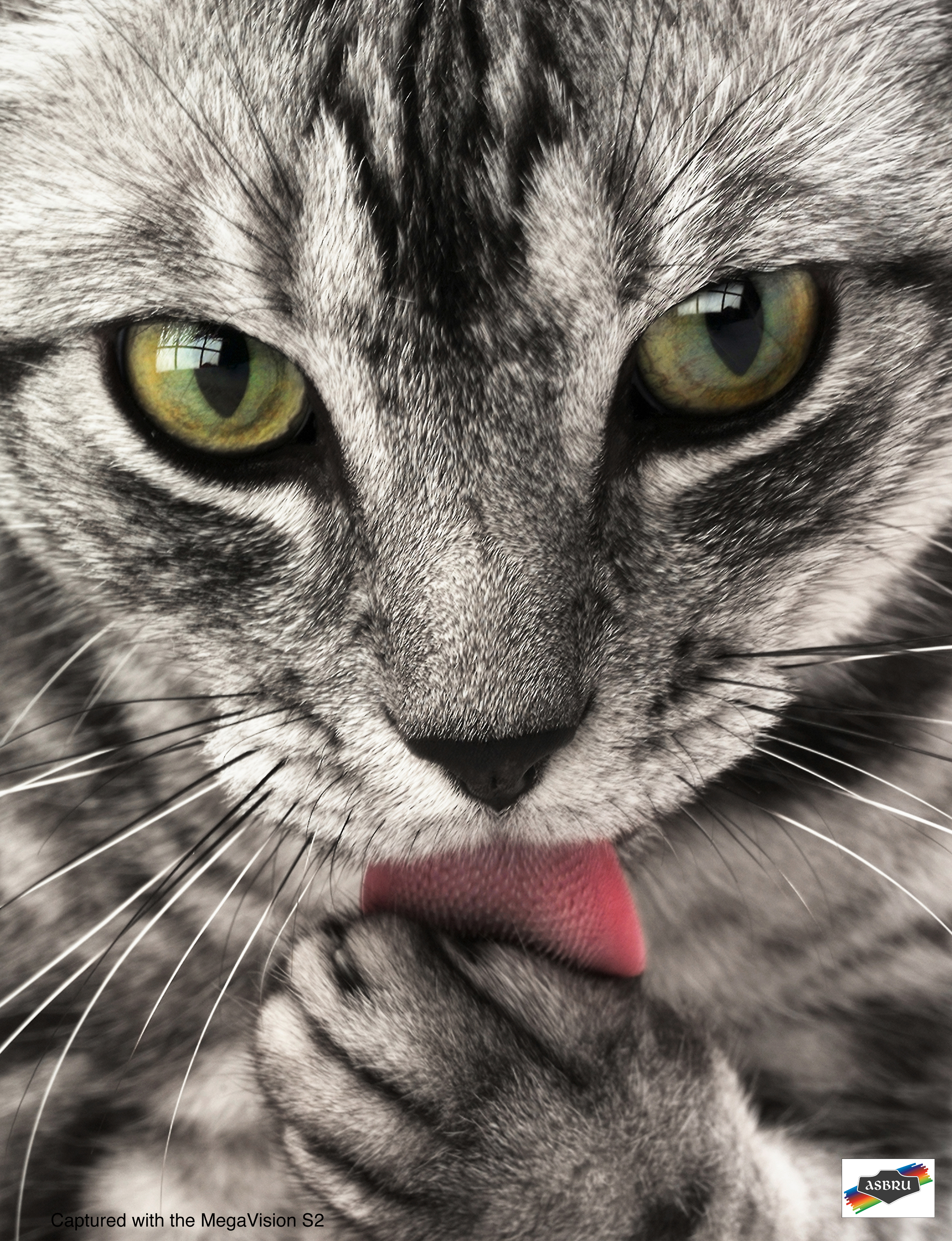 cats, animals, licking, tongue - desktop wallpaper
