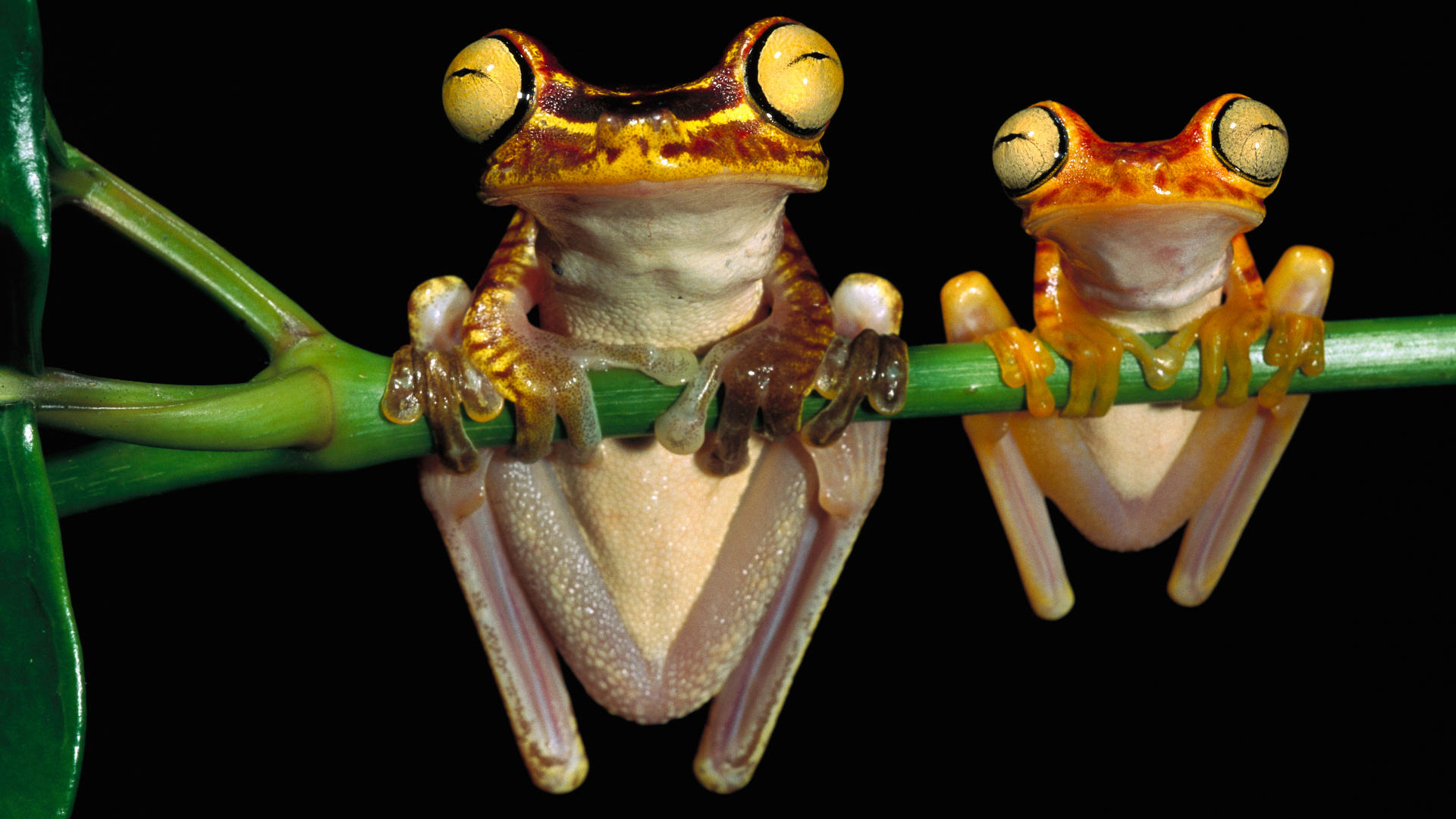 animals, frogs, amphibians, tree frogs - desktop wallpaper