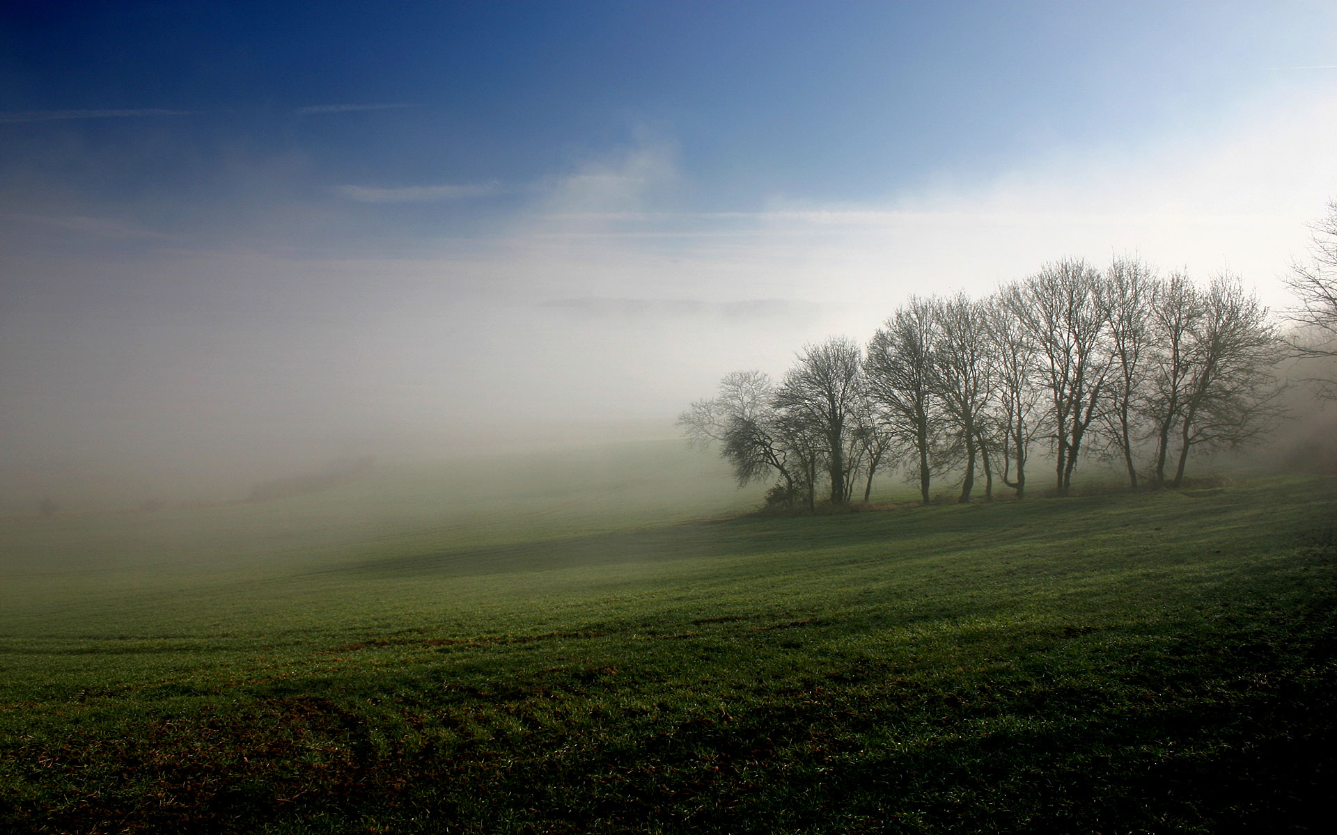 landscapes, trees, fields, mist - desktop wallpaper