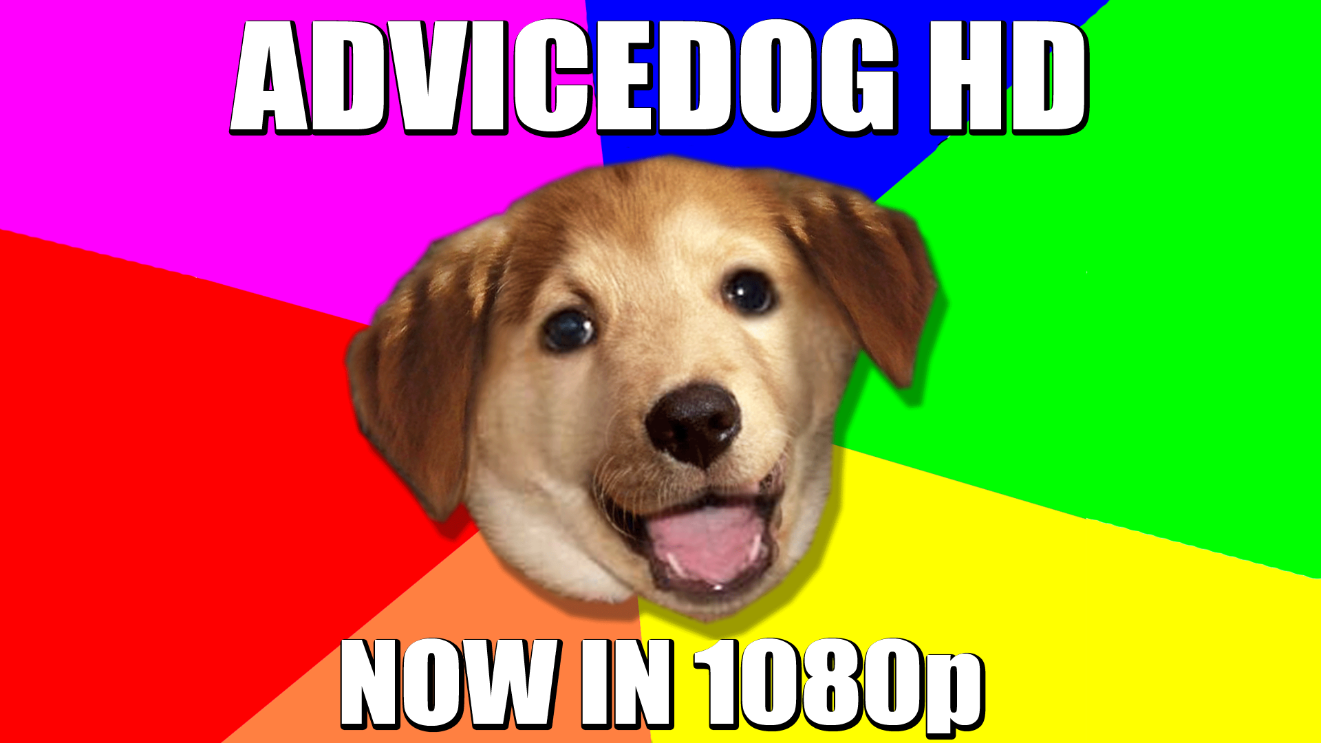 dogs, meme - desktop wallpaper