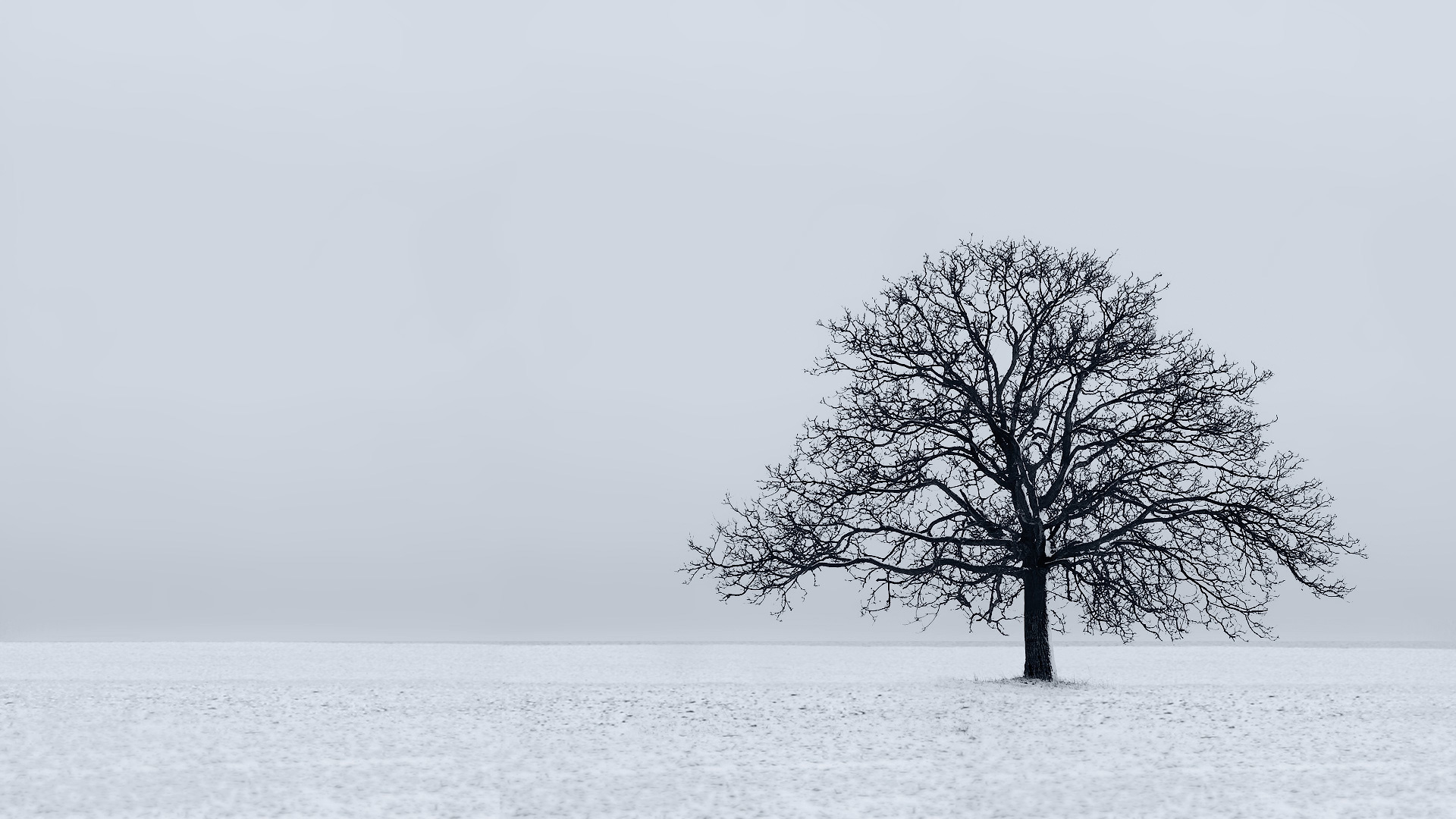 nature, snow, trees, white - desktop wallpaper