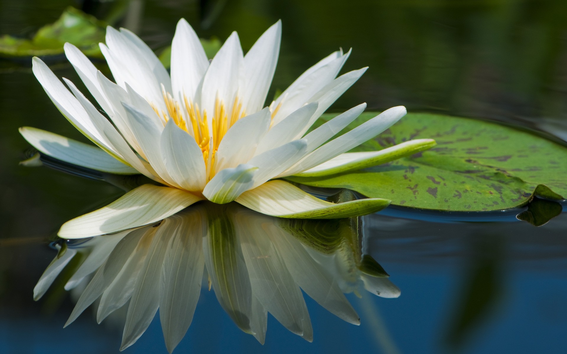 floating, lily pads, reflections, white flowers, water lilies - desktop wallpaper