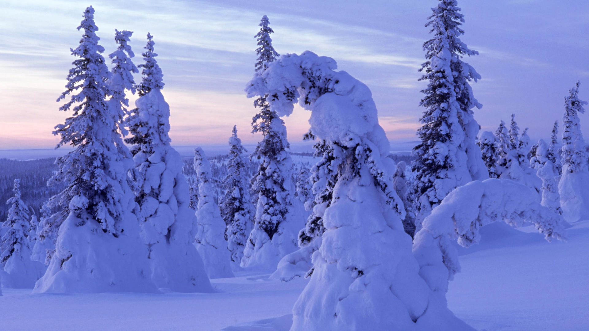 landscapes, snow, trees, forests - desktop wallpaper