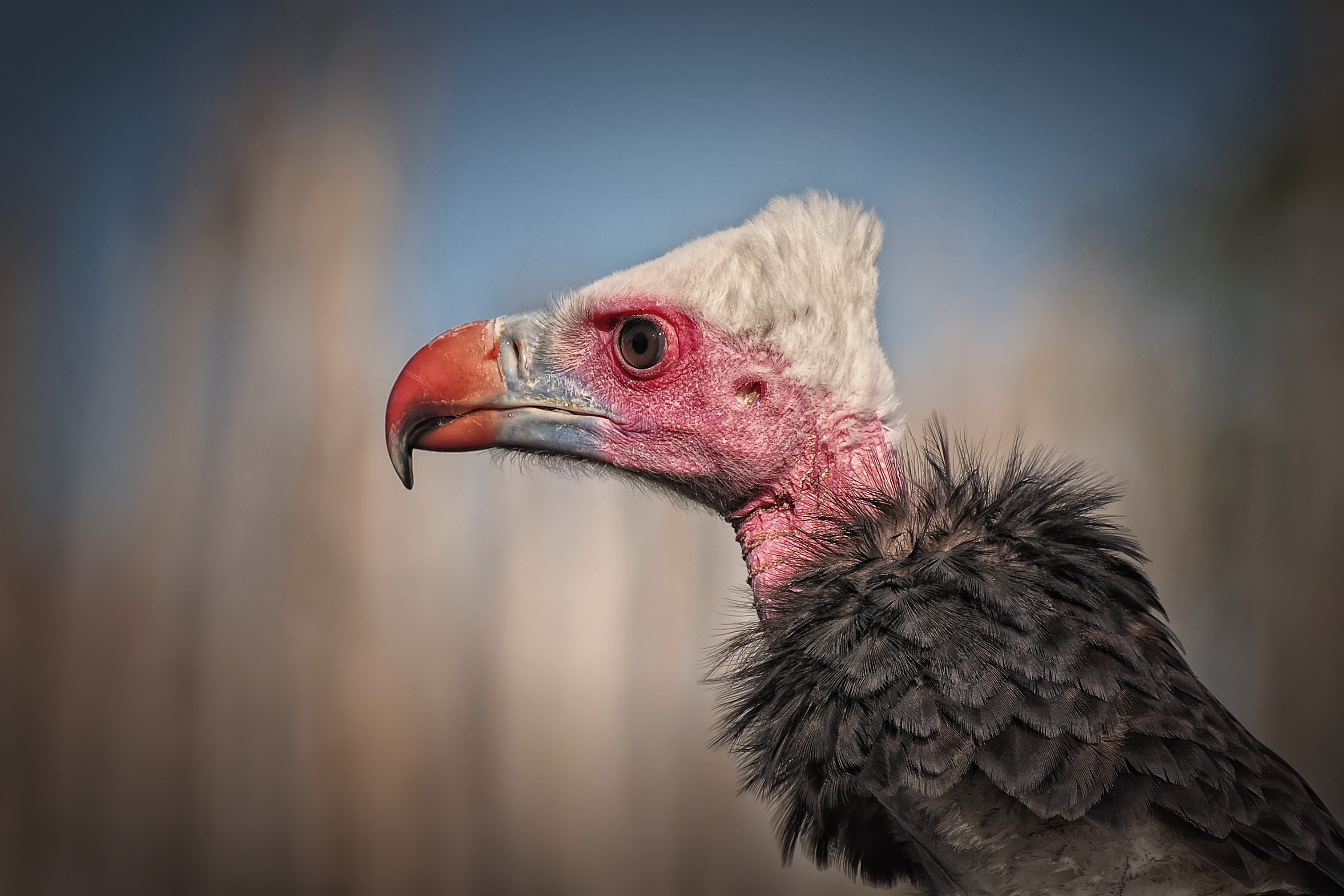 birds, vultures - desktop wallpaper