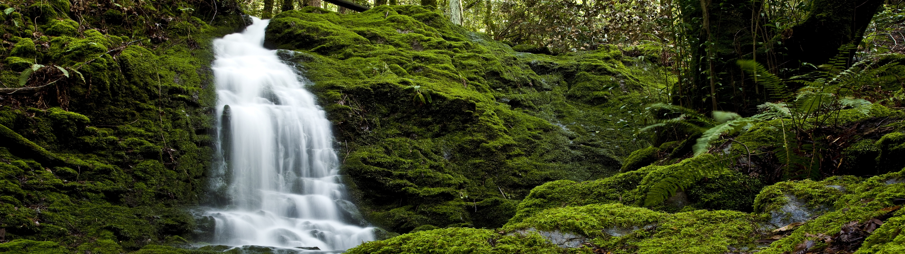 nature, forests, waterfalls, rivers - desktop wallpaper