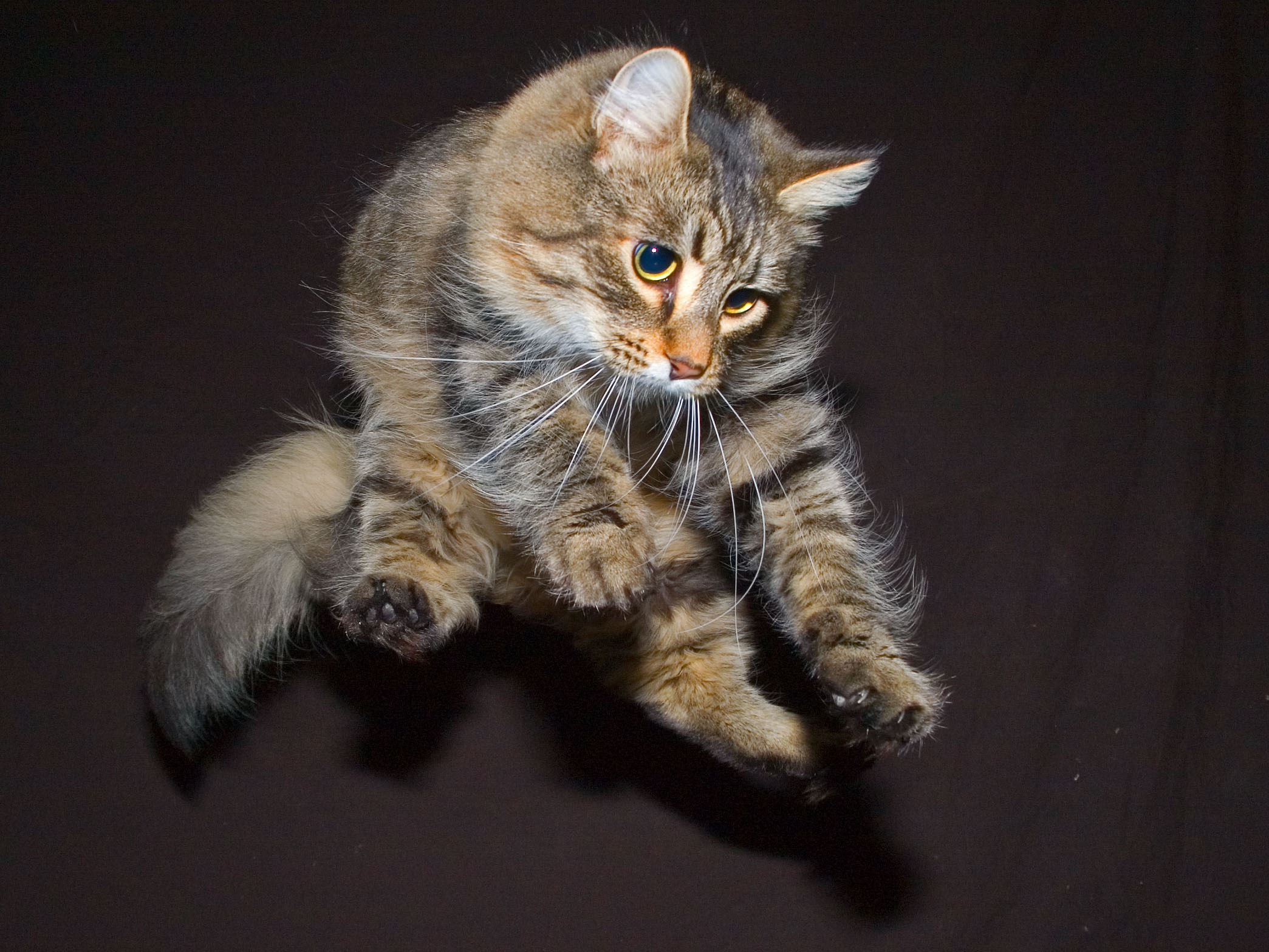 cats, animals, jumping - desktop wallpaper
