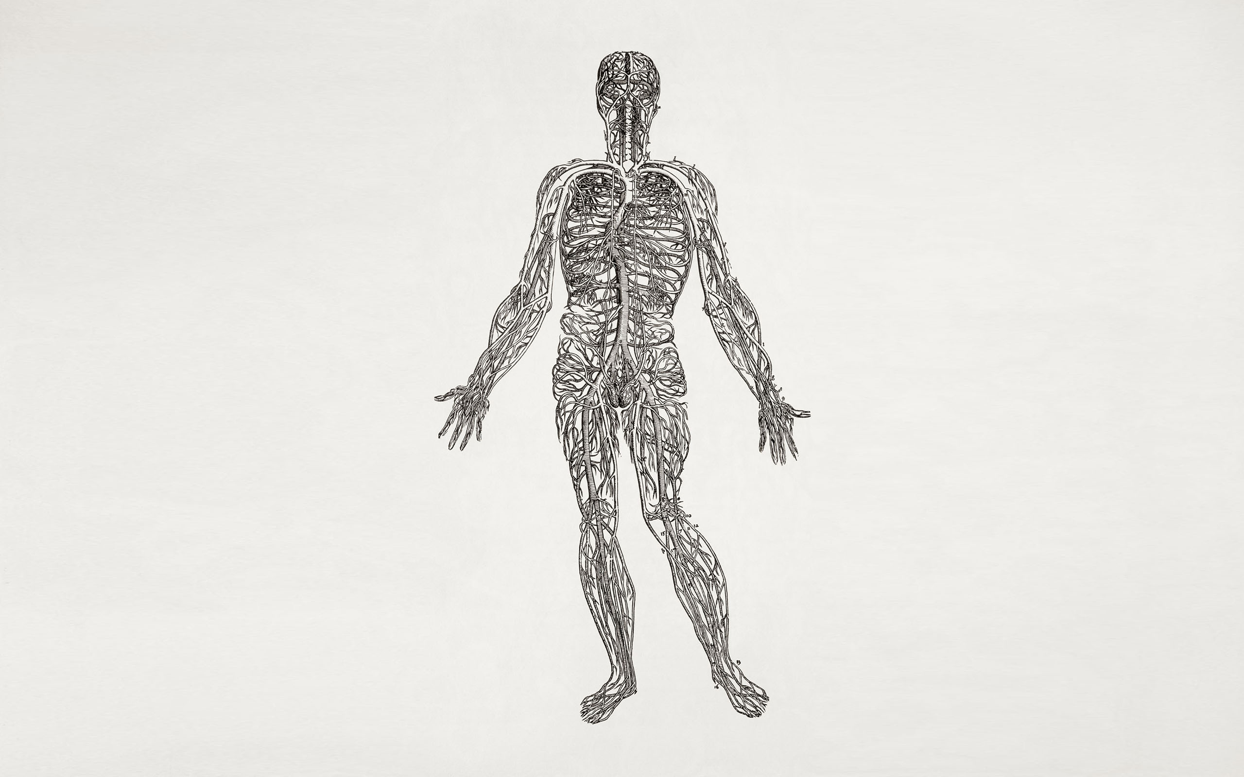 anatomy, human body, nerves - desktop wallpaper