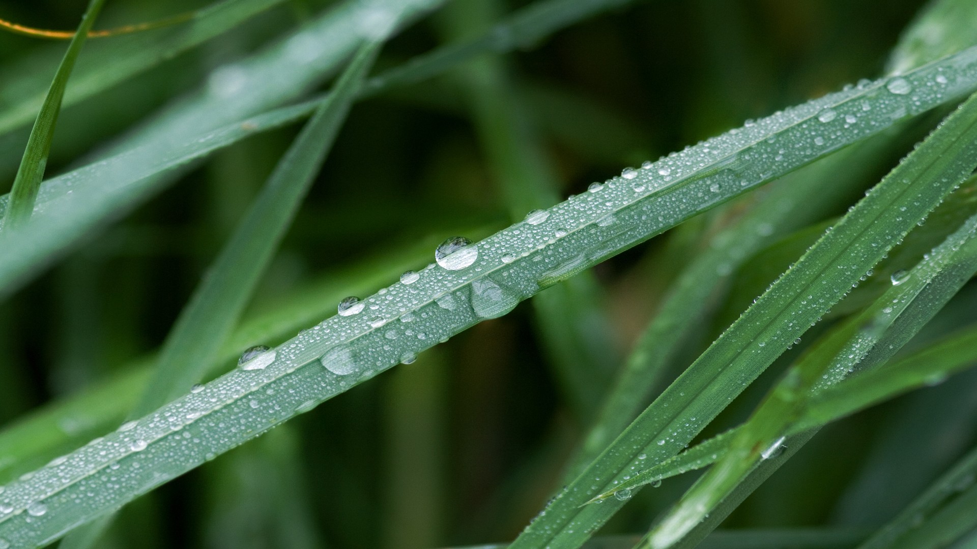 green, nature, rain, grass, water drops, macro - desktop wallpaper