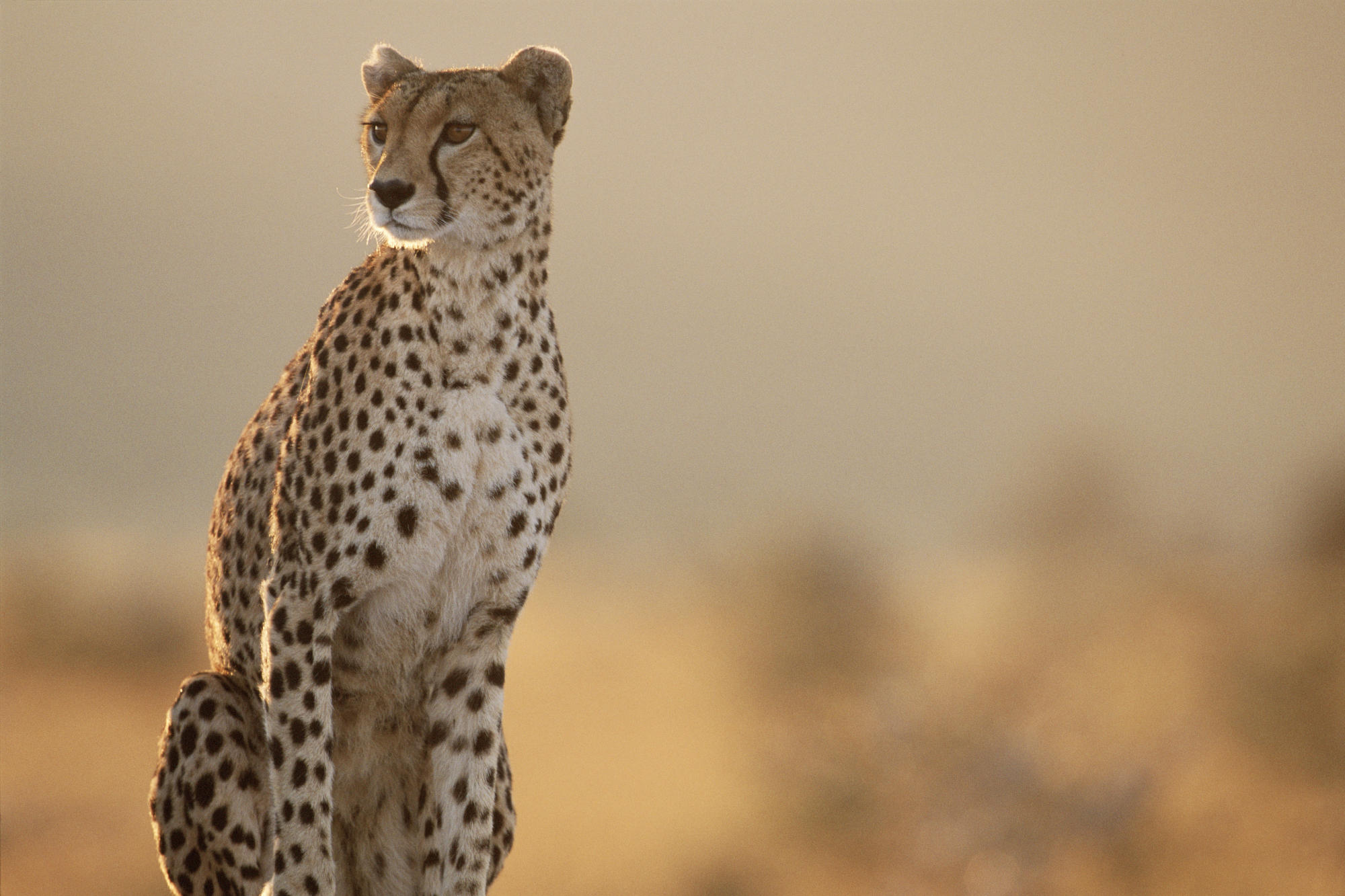 animals, cheetahs, wild cats - desktop wallpaper