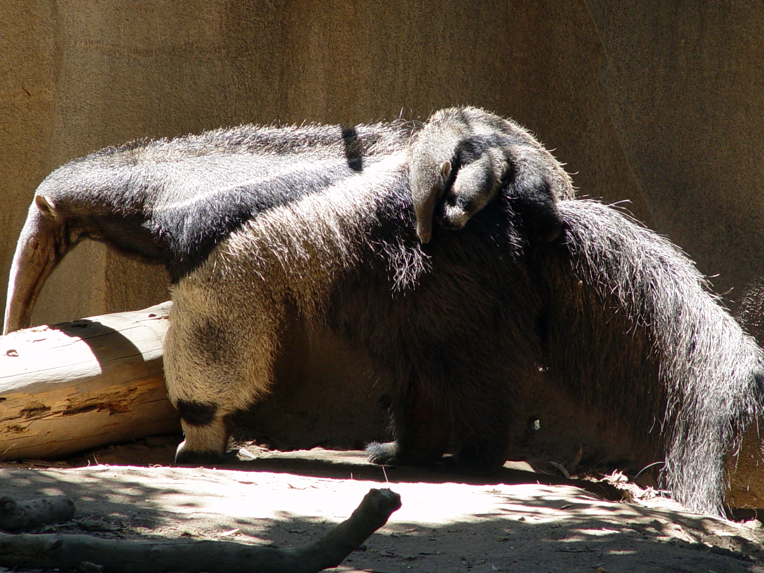 animals, anteater - desktop wallpaper