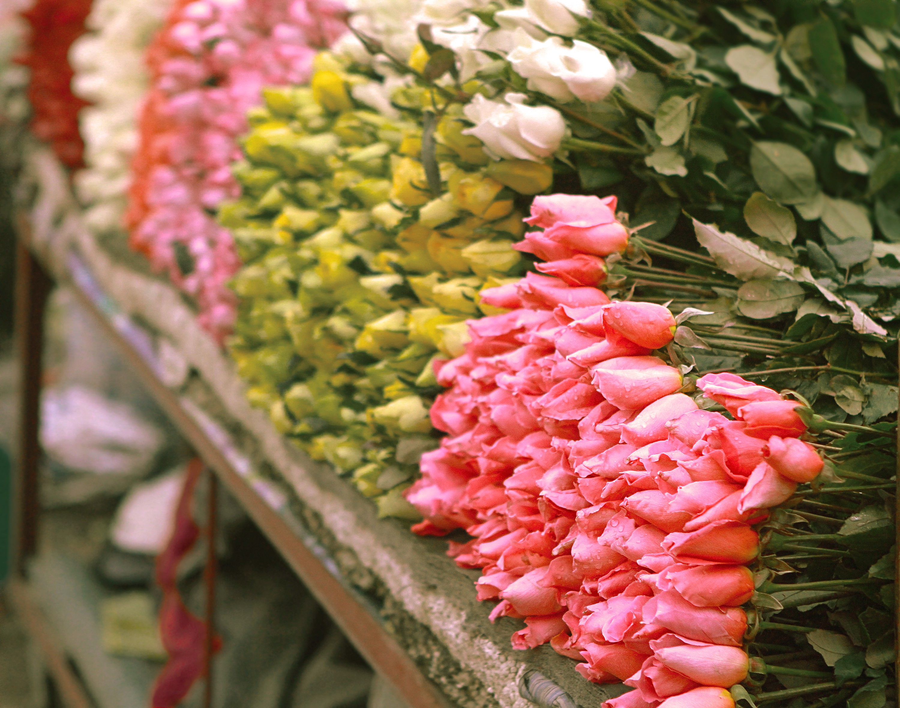 flowers, market, roses - desktop wallpaper