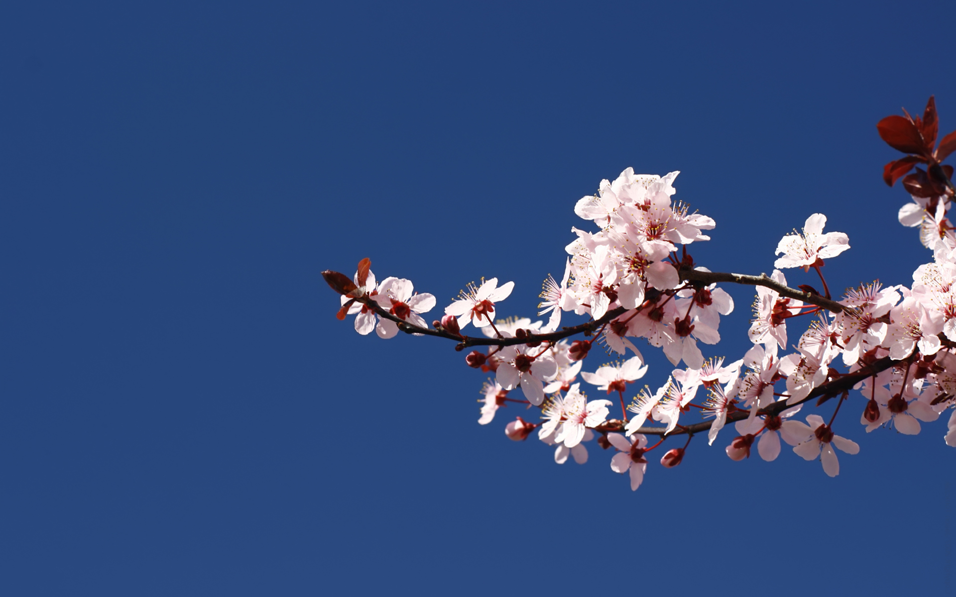 cherry blossoms - desktop wallpaper