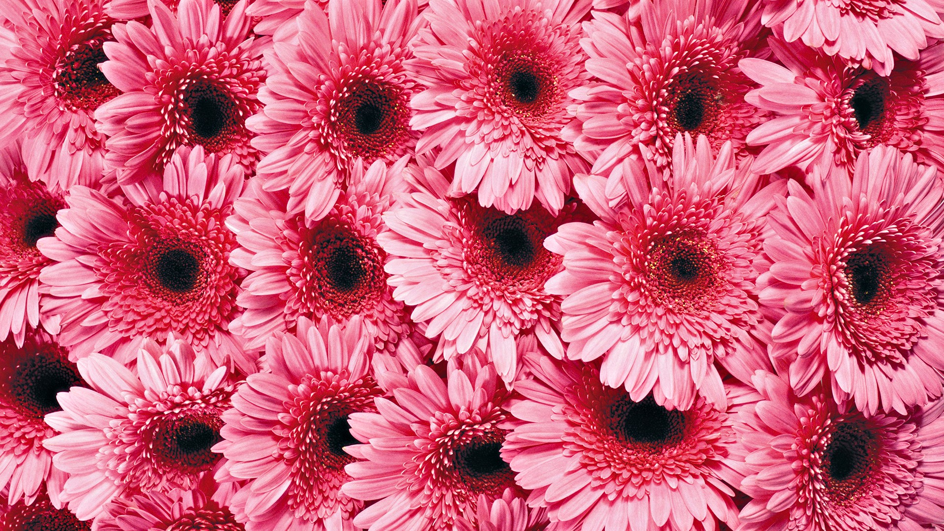 flowers, pink - desktop wallpaper