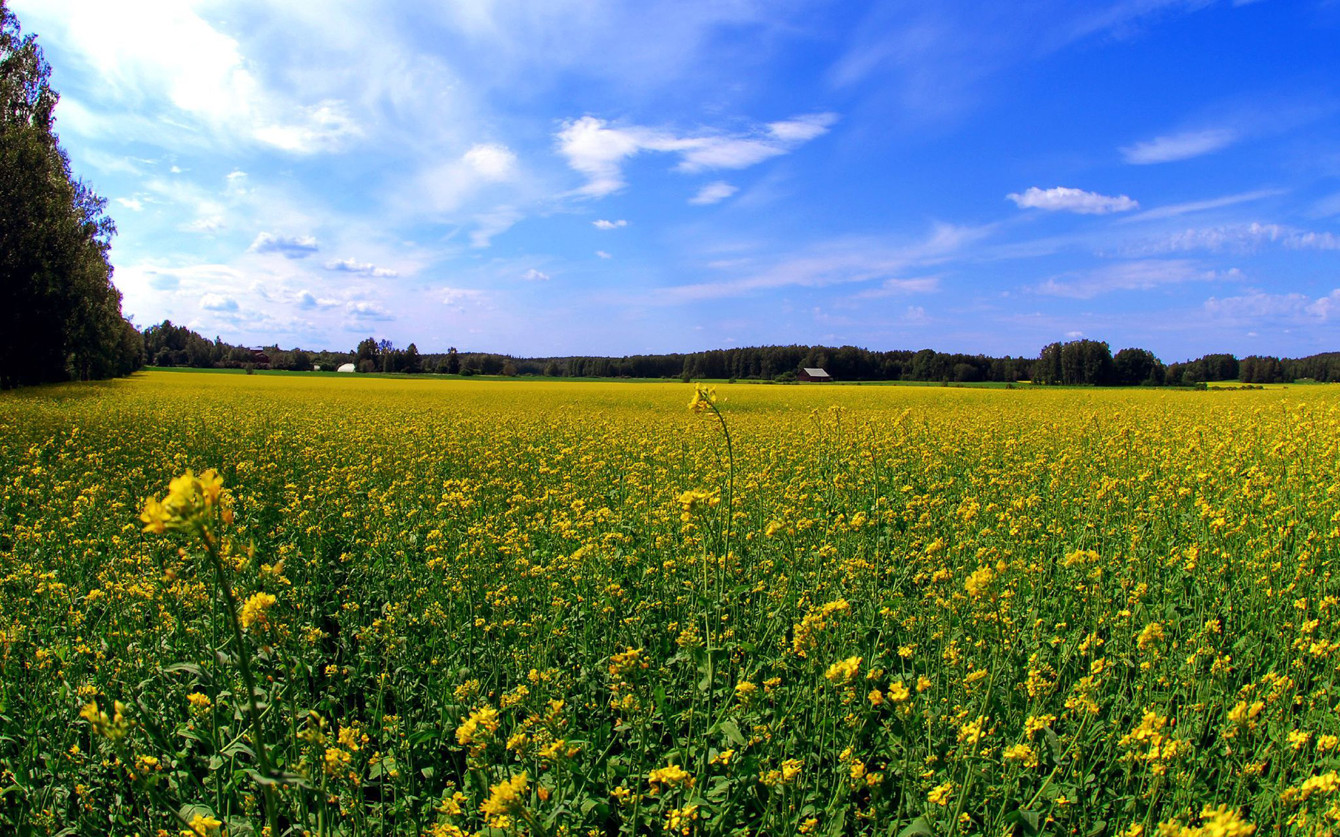 nature, flowers, fields, skyscapes - desktop wallpaper