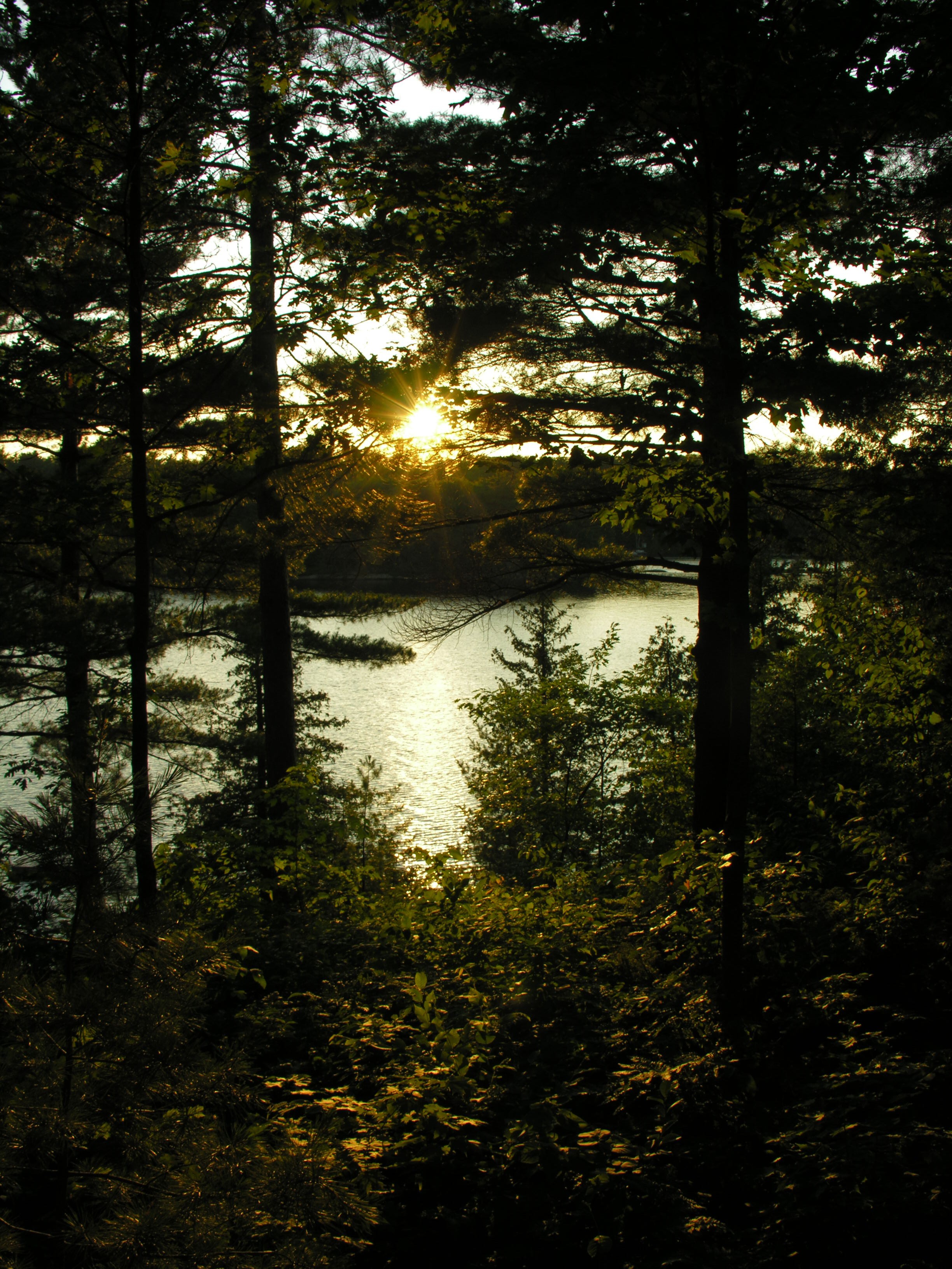 water, sunset, forests - desktop wallpaper