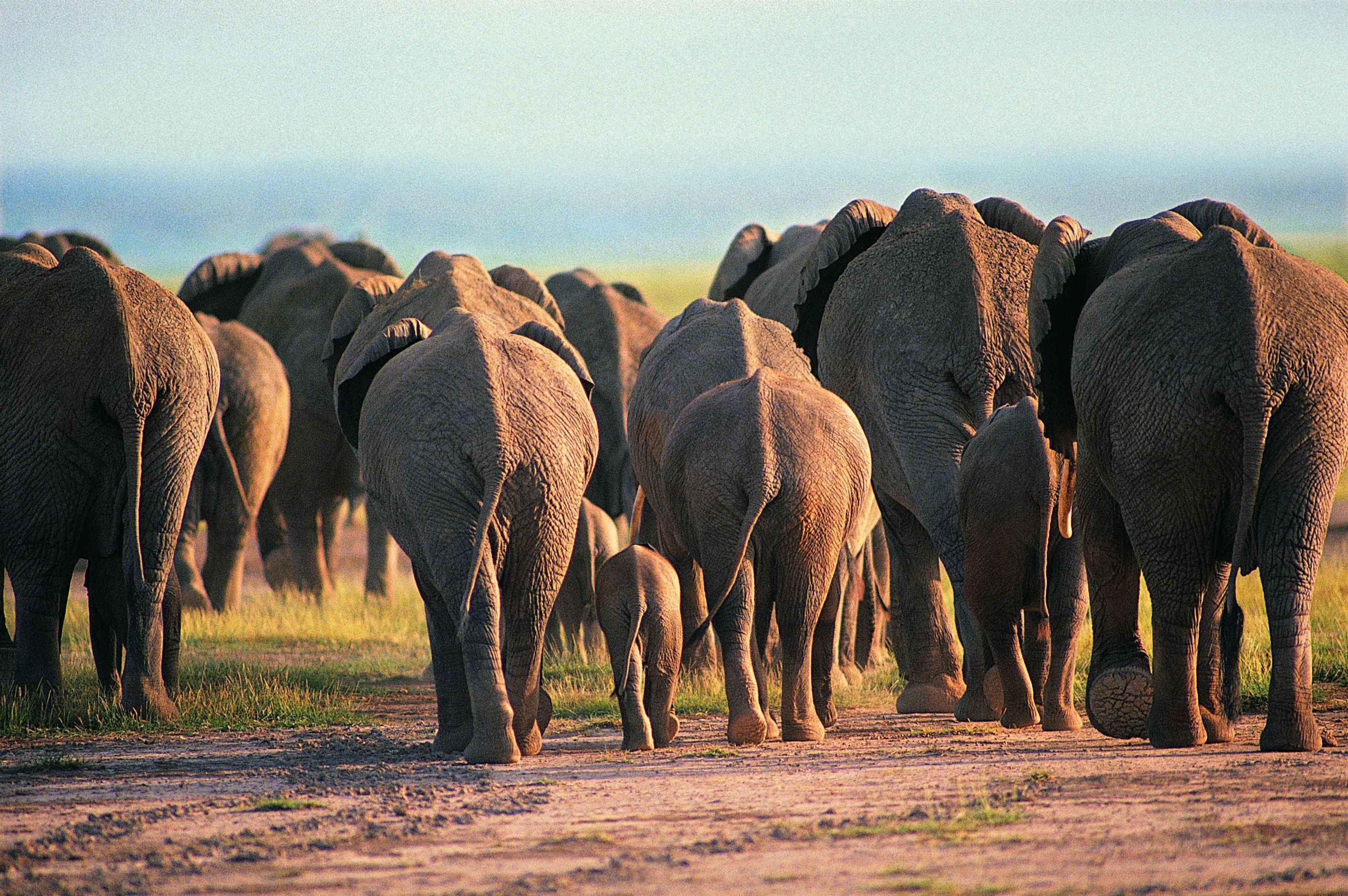 Слоновье стадо. Стадо слонов. Популяция слонов. Стая слонов. Африканские слоны стадо.