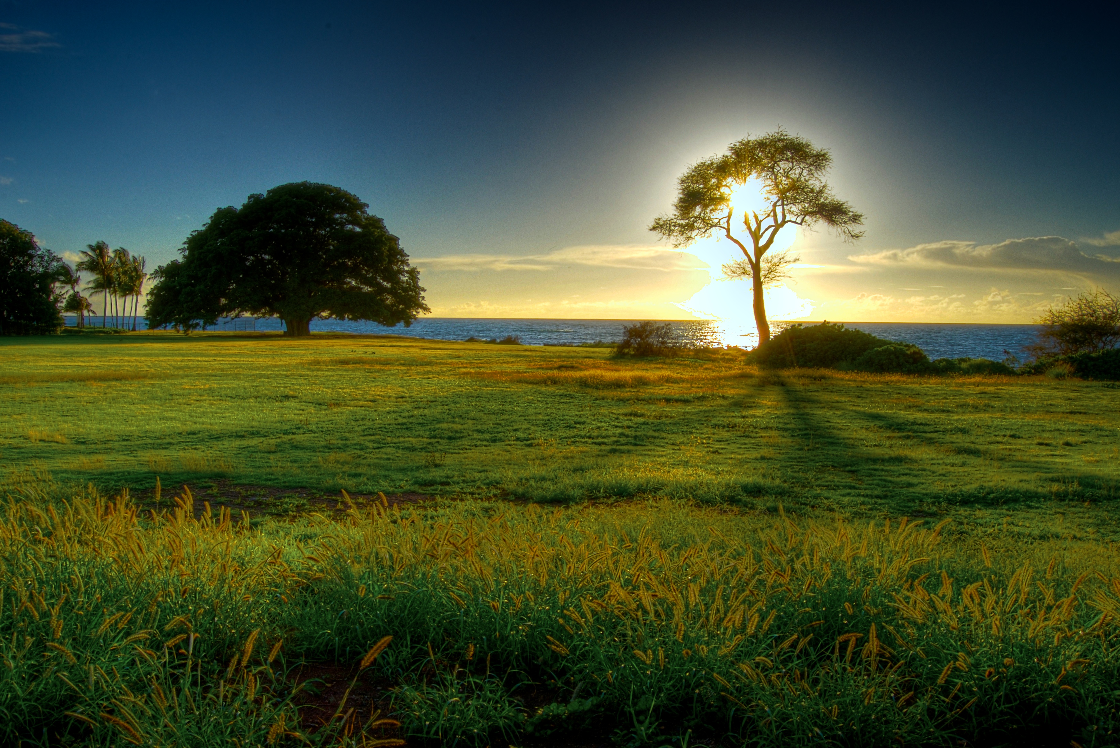 nature, trees, fields, sunlight, blue skies - desktop wallpaper