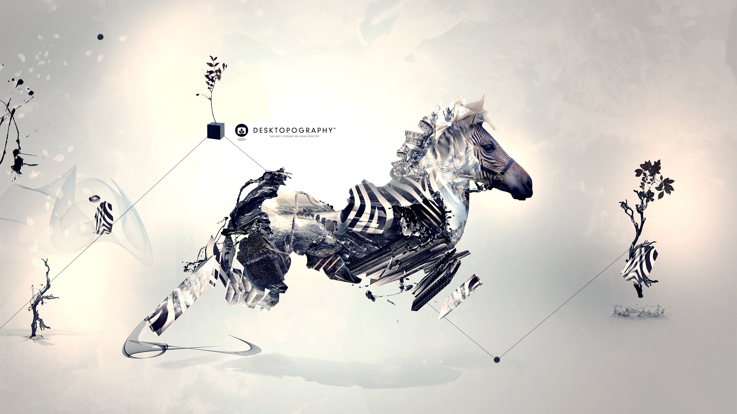 zebras - desktop wallpaper