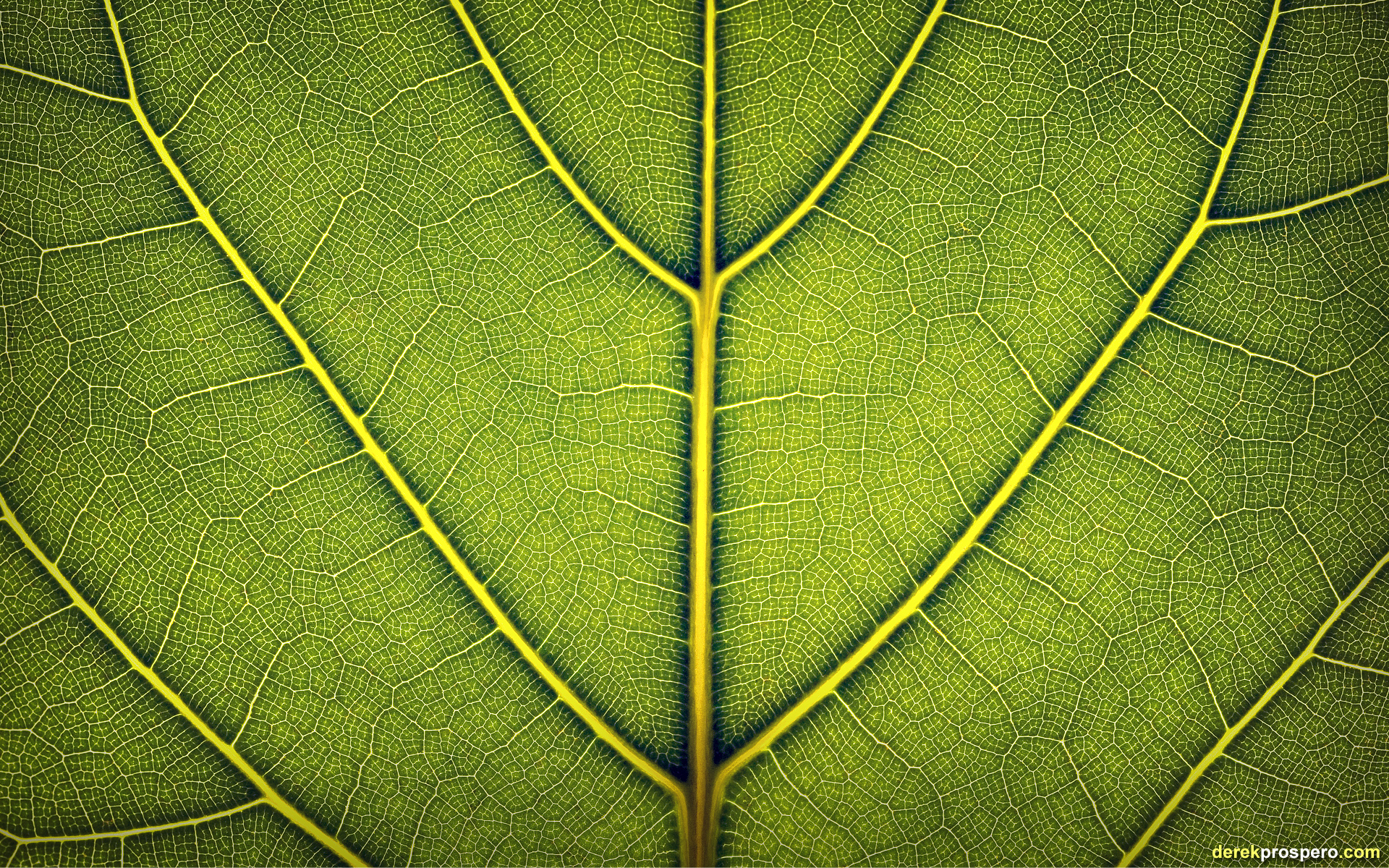 leaves, Derek Prospero - desktop wallpaper