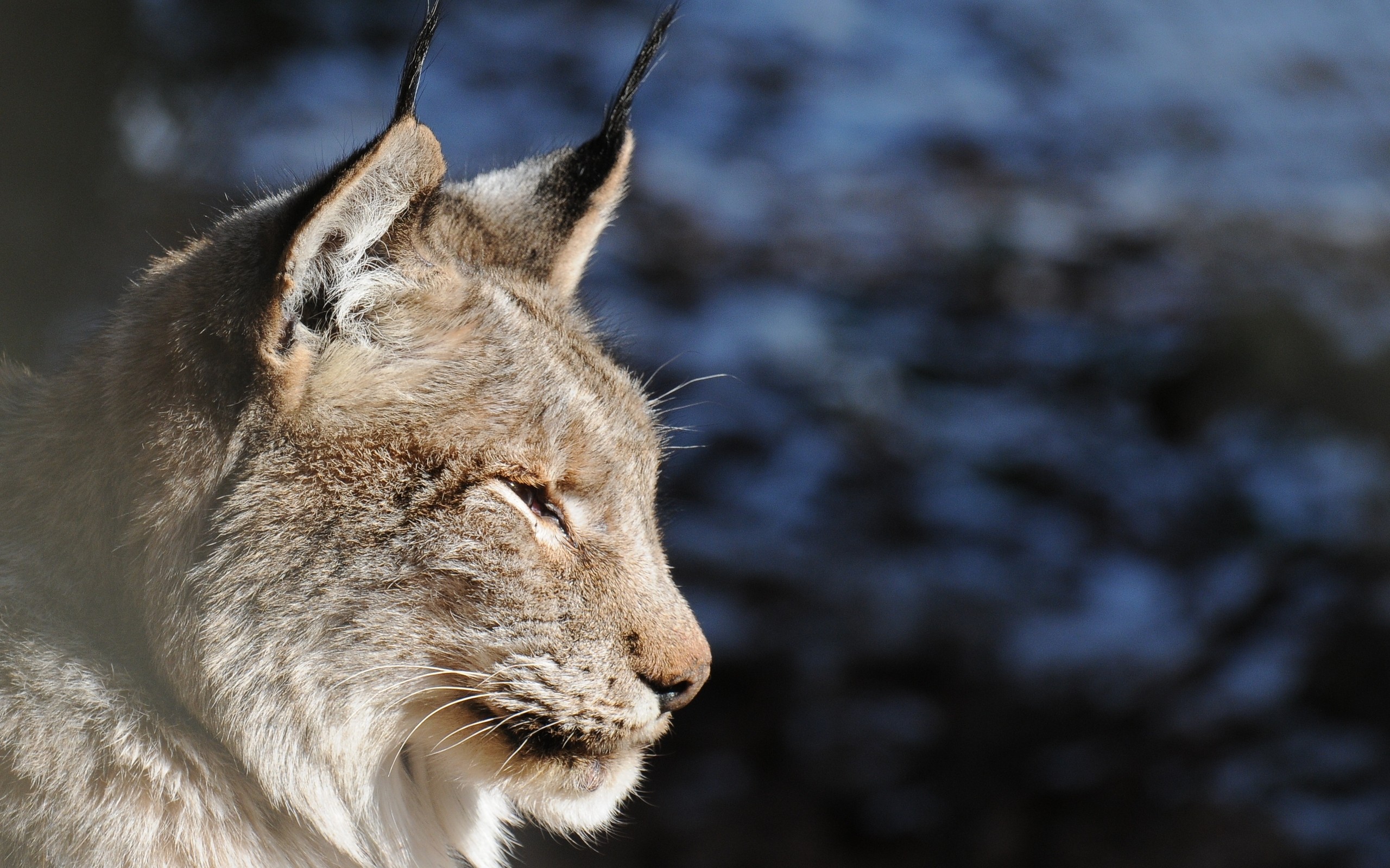 close-up, nature, animals, lynx - desktop wallpaper