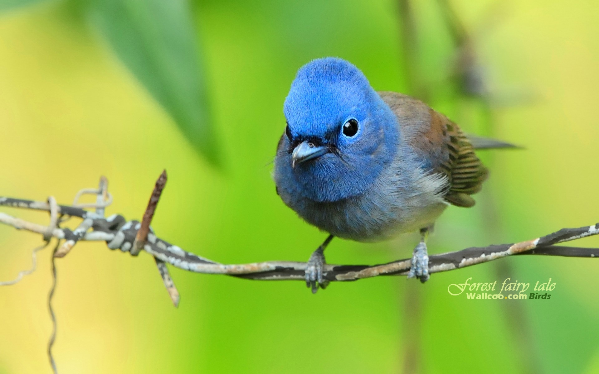 birds, animals, Blue Flycatchers - desktop wallpaper