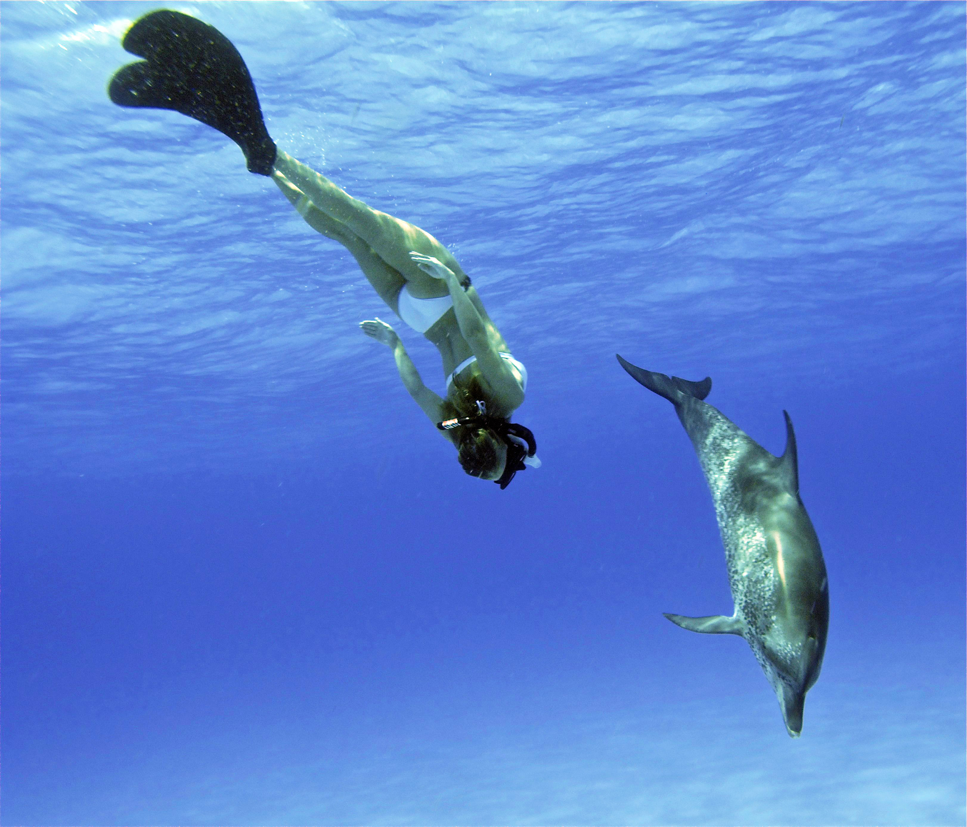 women, Hayden Panettiere, celebrity, dolphins - desktop wallpaper