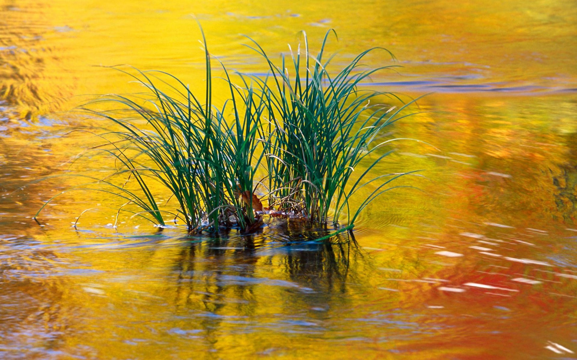 Речка растение. Камыш живопись. Речная трава. Озеро с камышами. Река камыши.