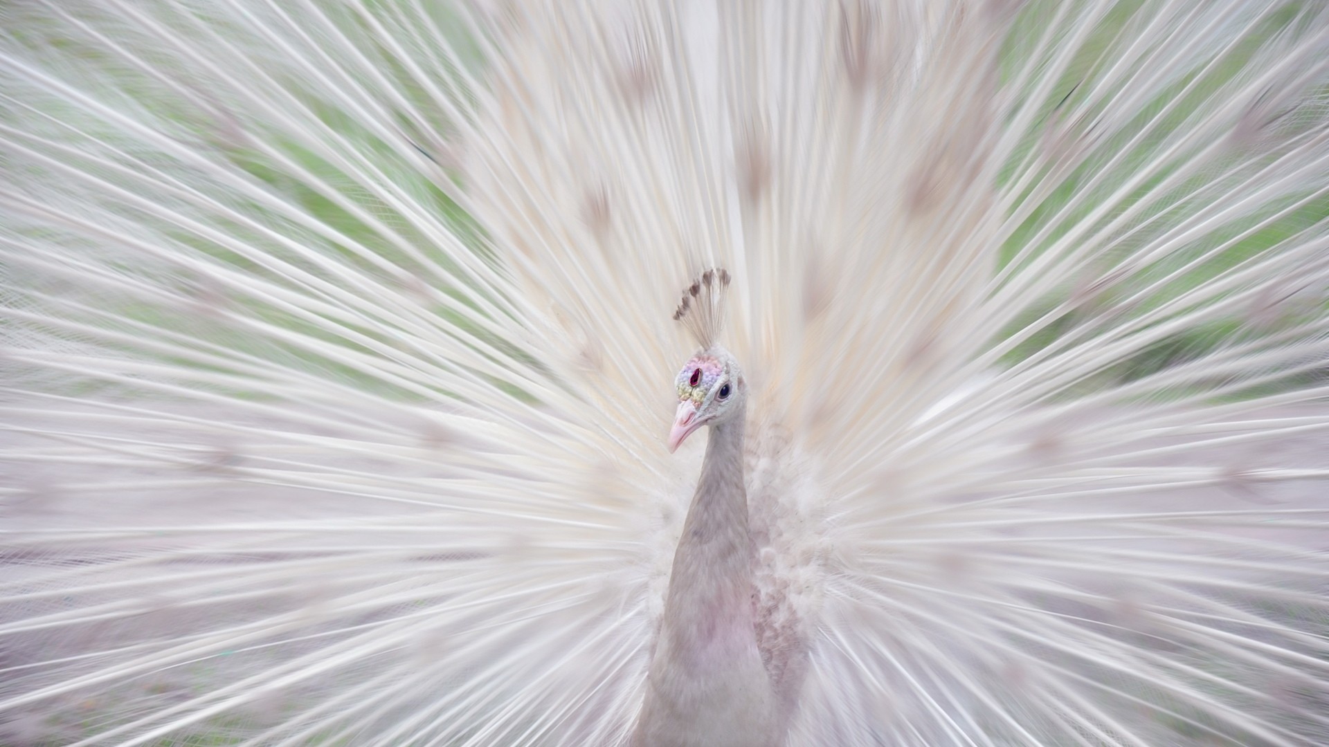 birds, albino, peacocks - desktop wallpaper