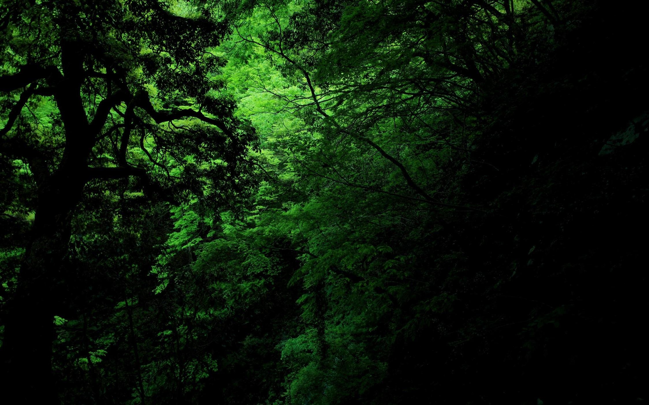 green, forests - desktop wallpaper
