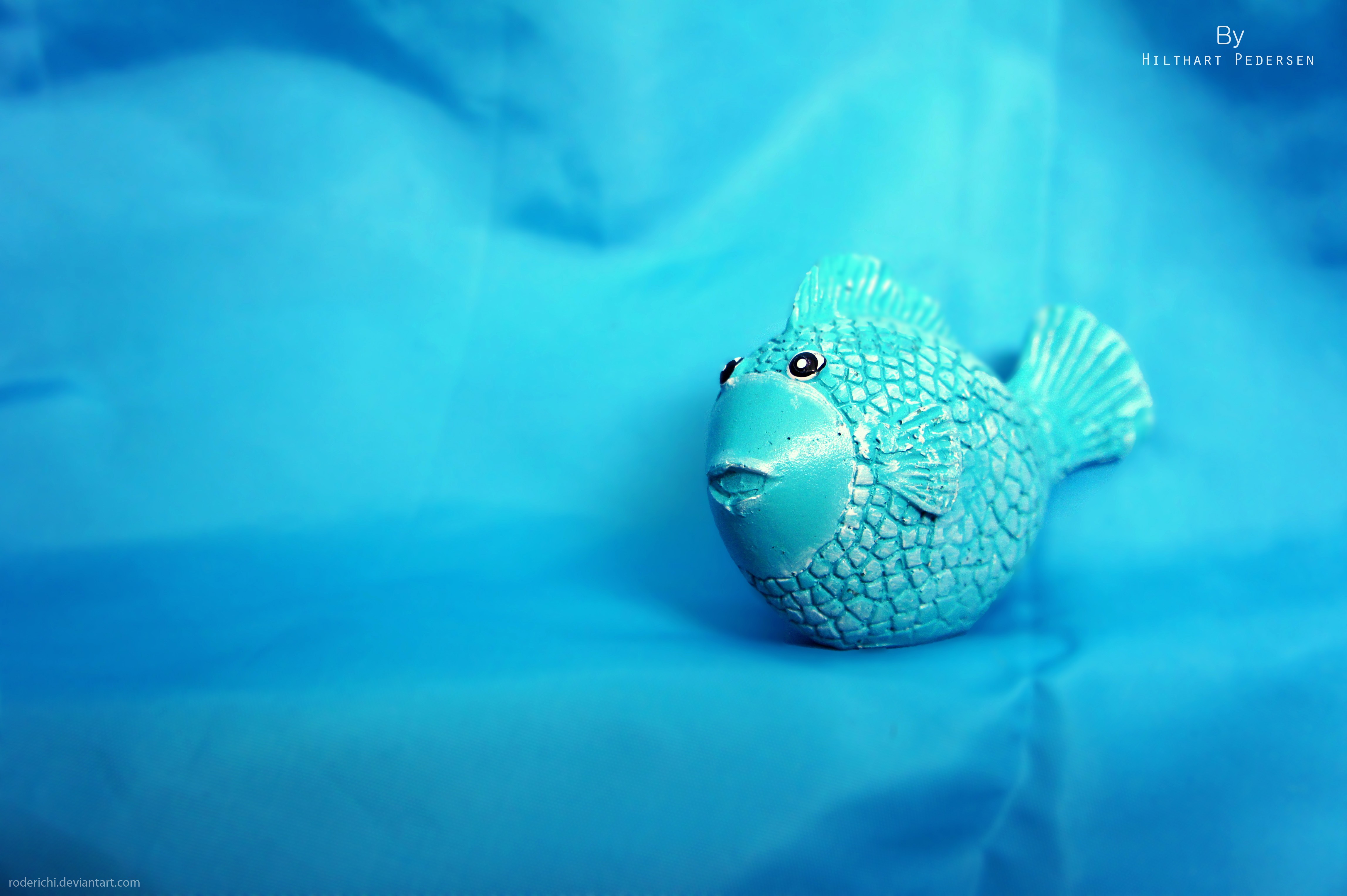 water, blue, fish - desktop wallpaper