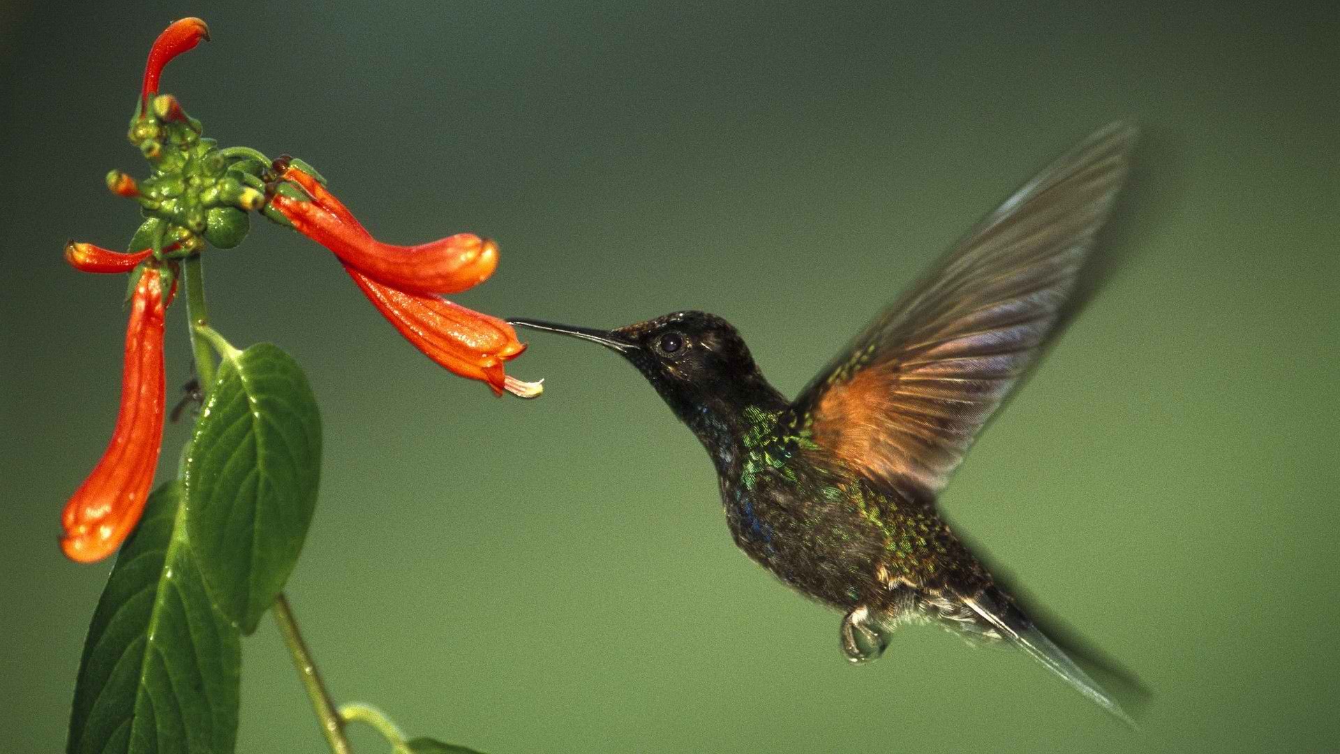 hummingbirds, orange flowers - desktop wallpaper